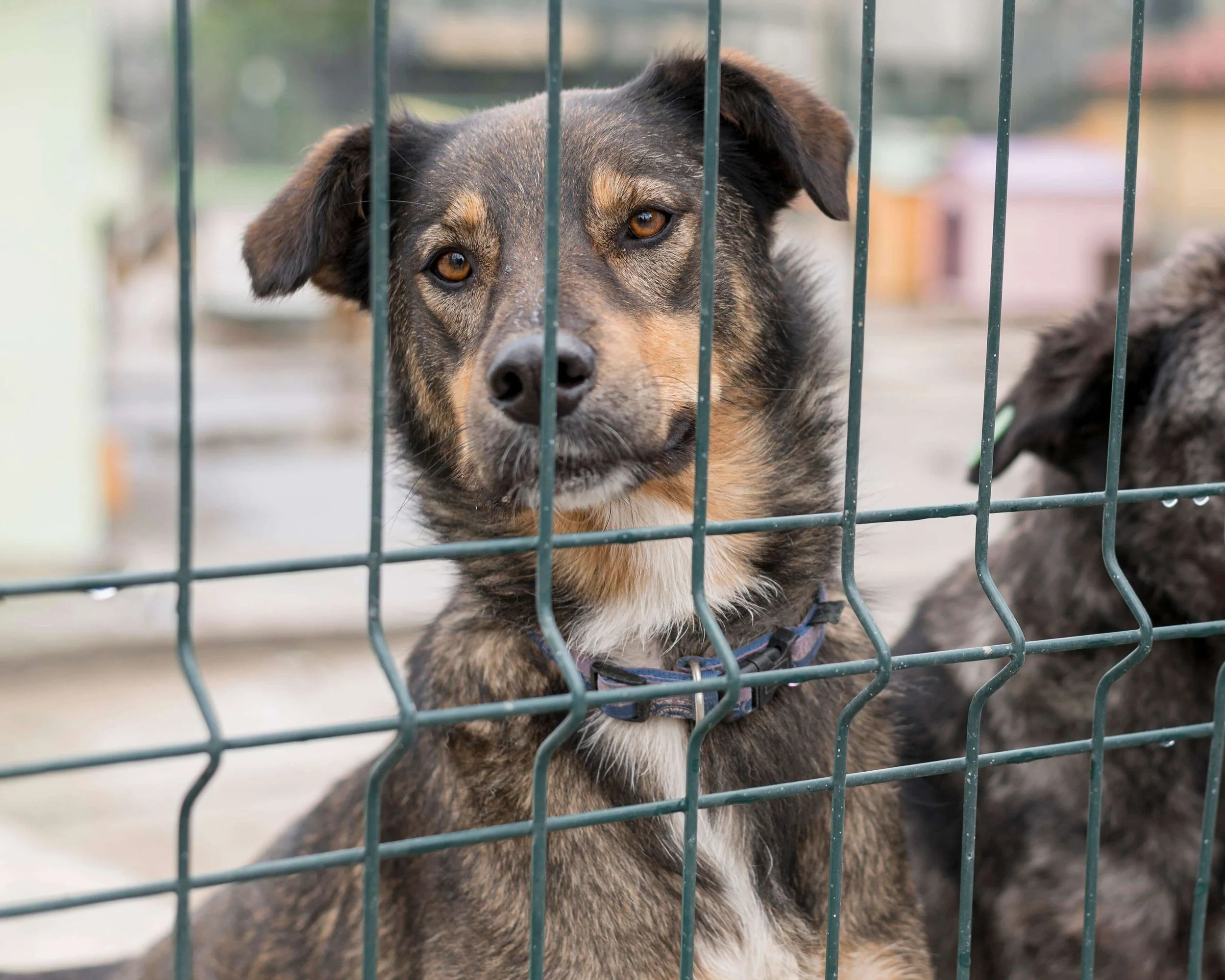 adorable-dog-being-curious-fence-shelter.jpg