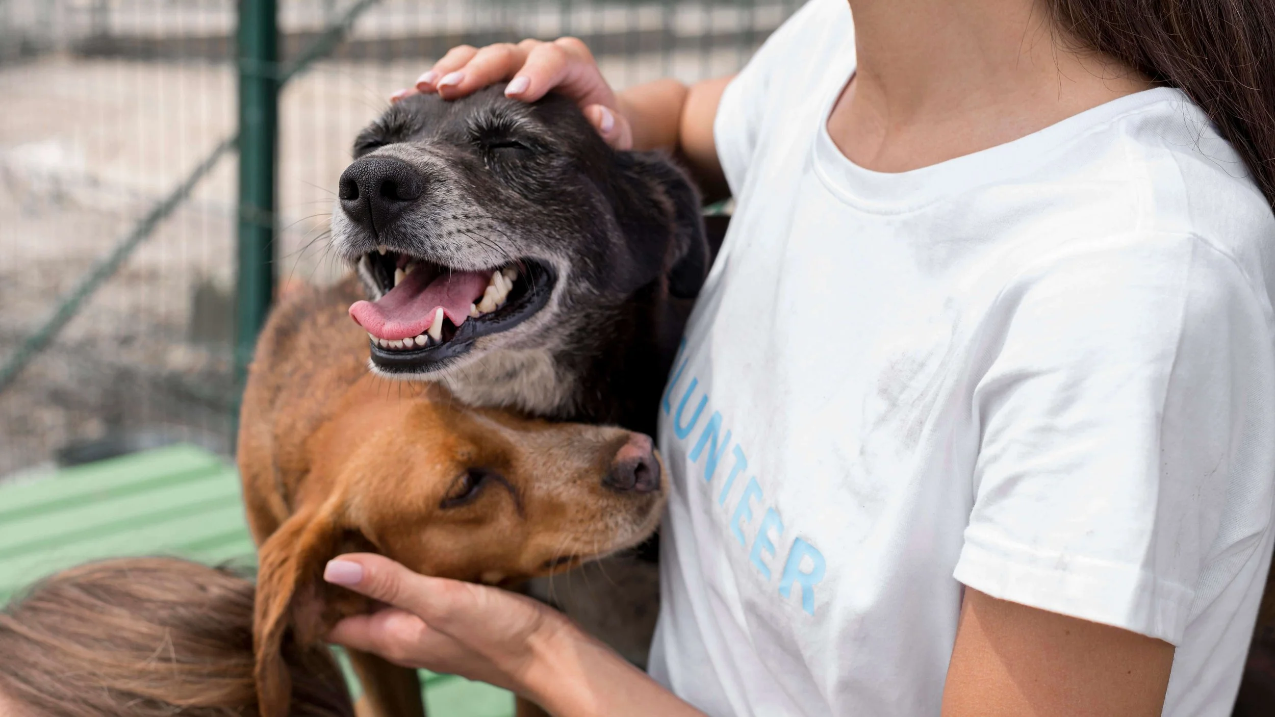 woman-playing-with-cure-rescue-dogs-shelter.jpg
