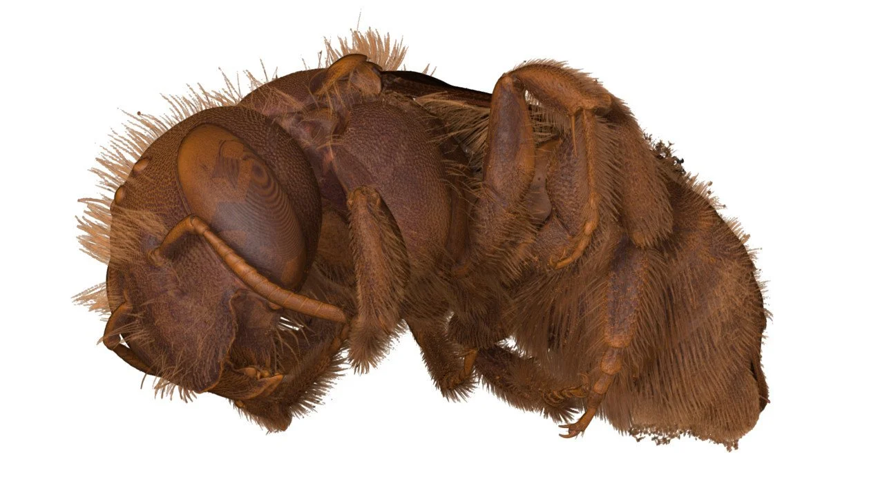 bee-mason-01-e1549379537399.jpg