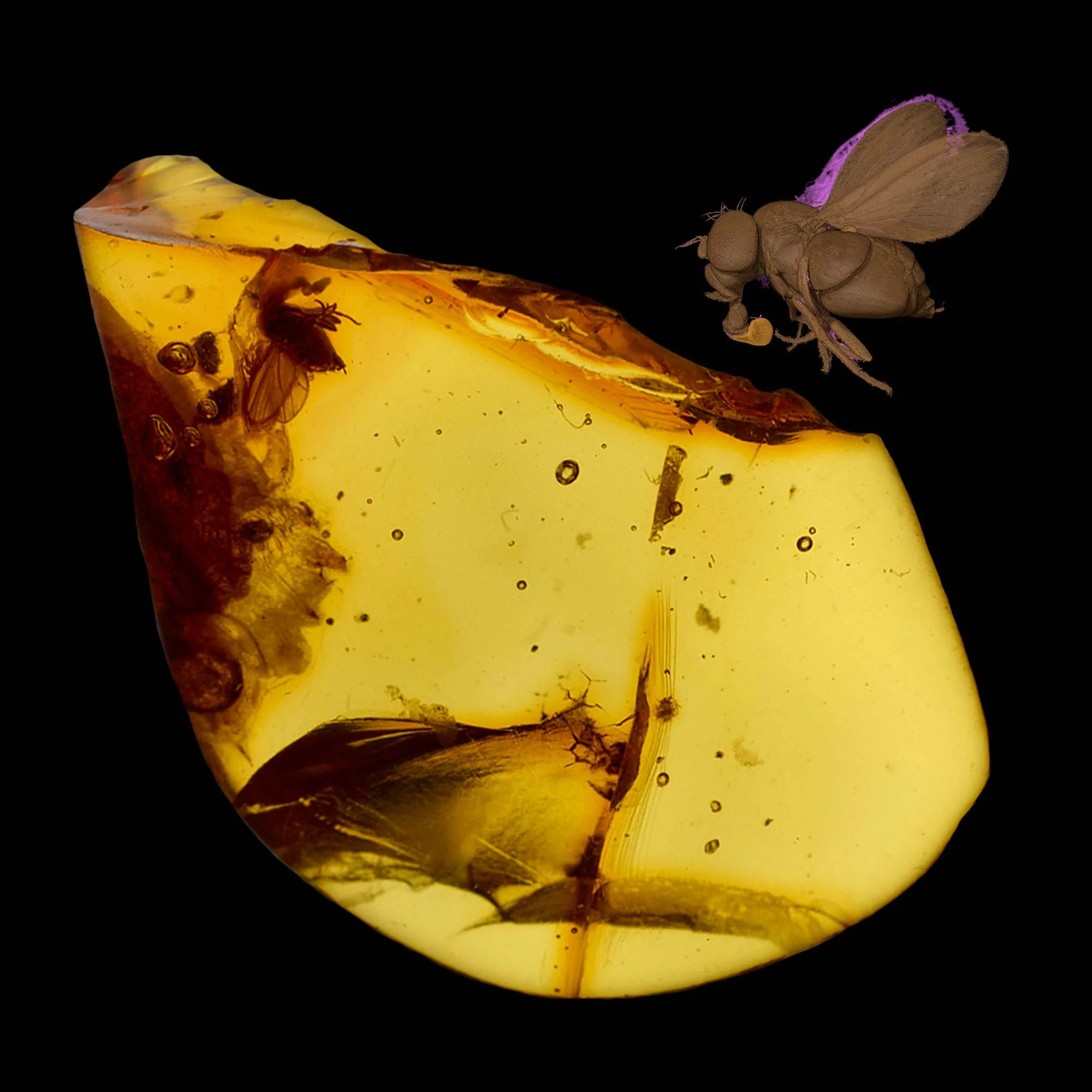 Fossilized Insects in Amber