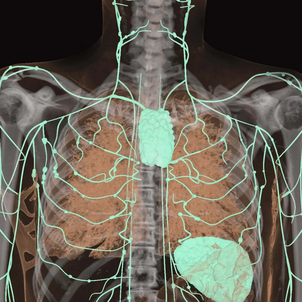 Ben Body Anatomy Exhibit