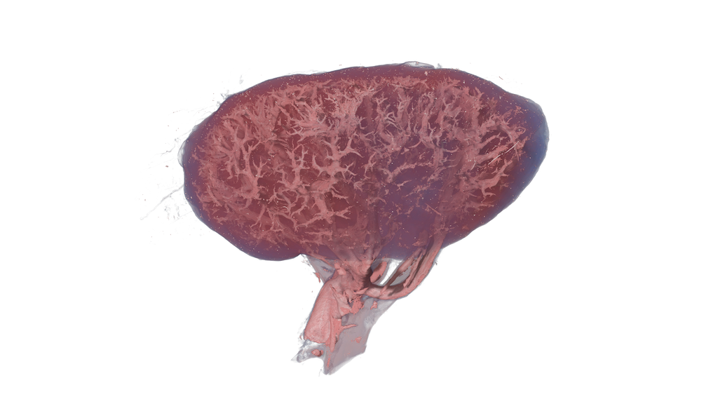Kidney.png