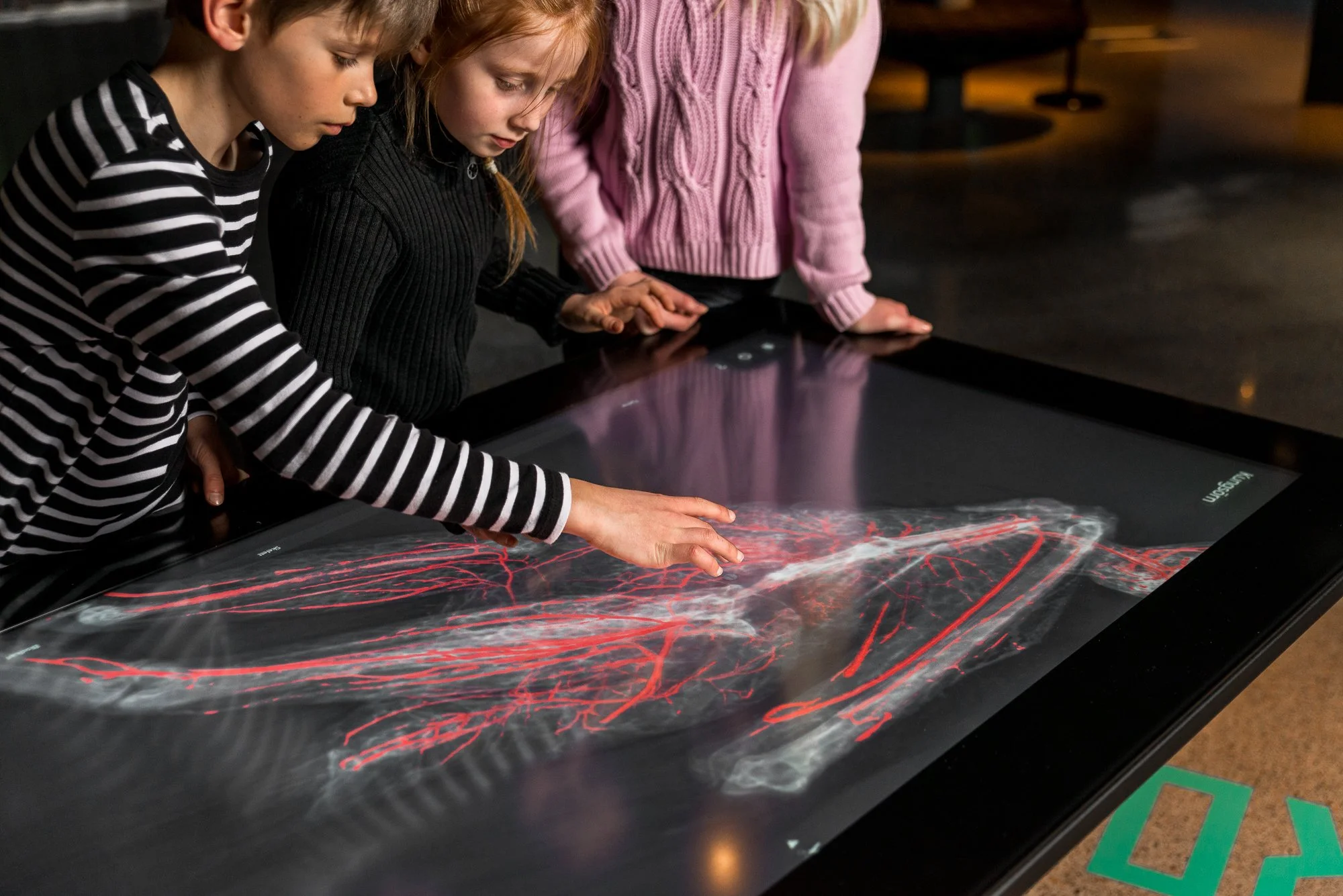 The Animal Anatomy Exhibit