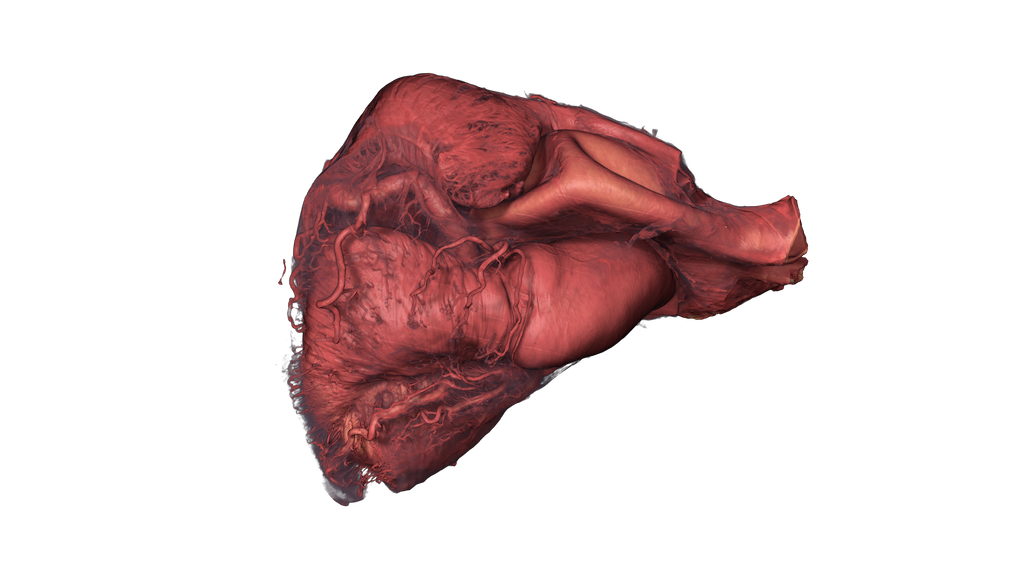 Heart.png