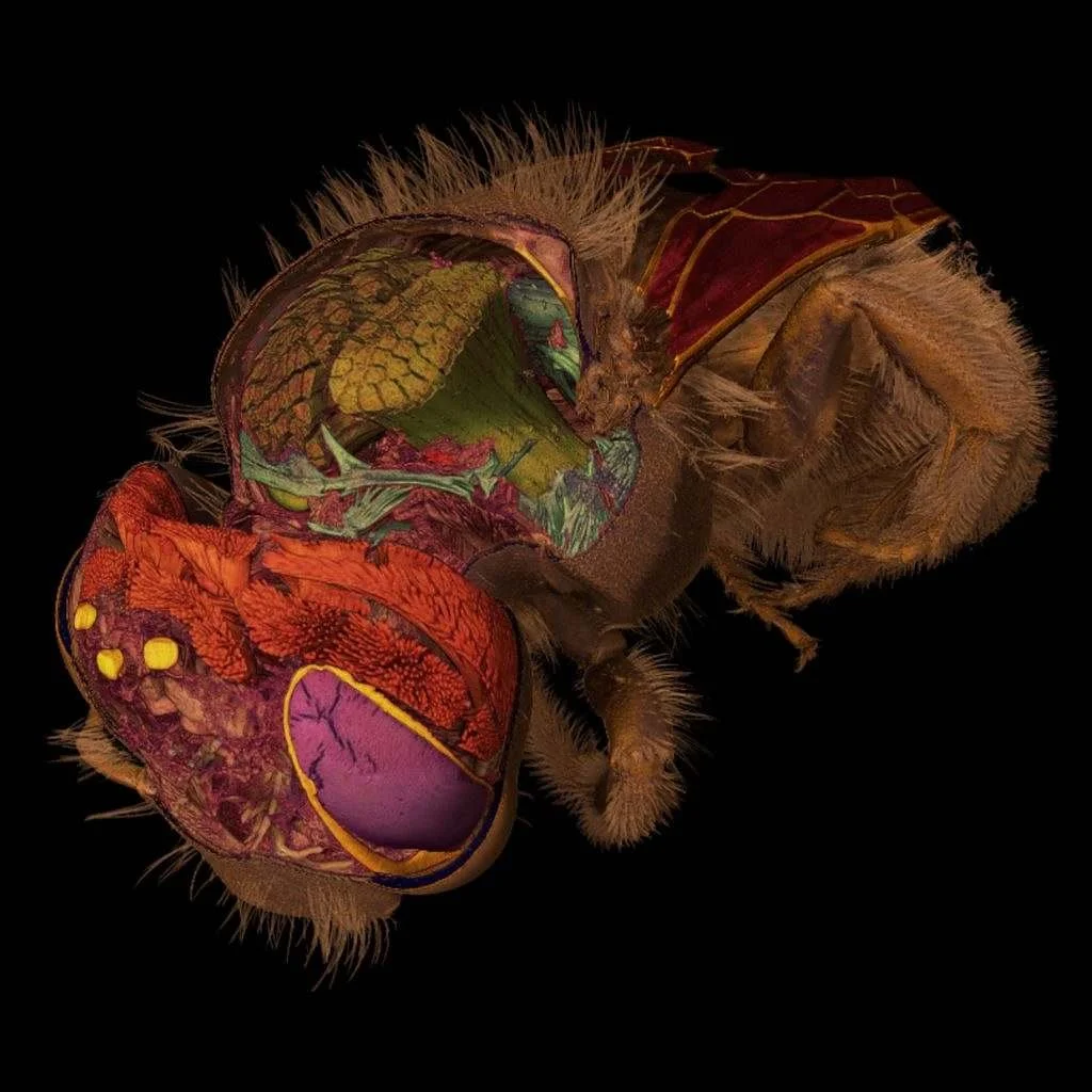 Insects exhibit - Insects like you've never seen them before