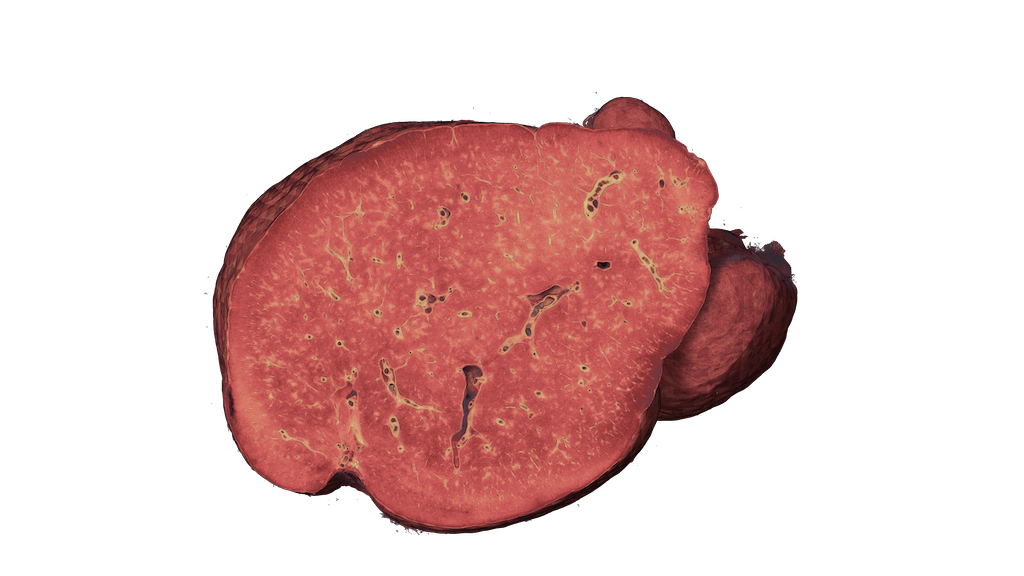 spleen.png