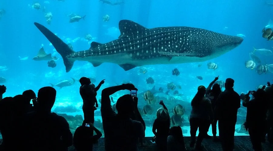 Georgia Aquarium, Georgia