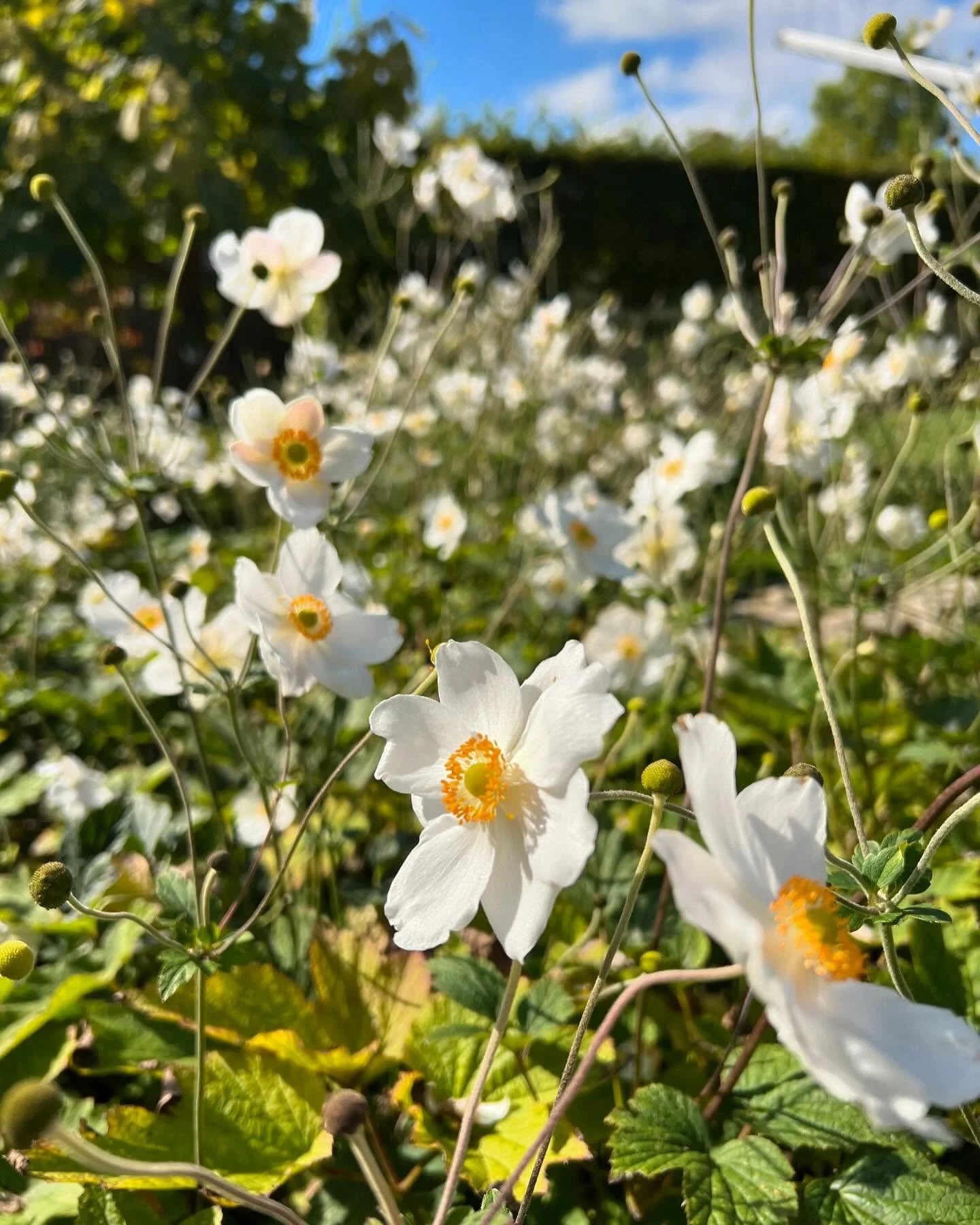 Witte bloemen met gele centra in een veld, onder een blauwe lucht объект