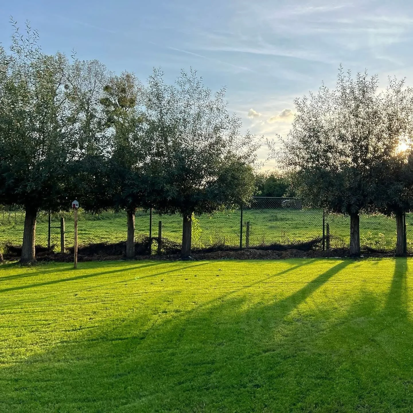 Een groene grasweide met vier bomen en een hek op de achtergrond, met de zon die ondergaat en lange schaduwen op de grasvloer werpt.