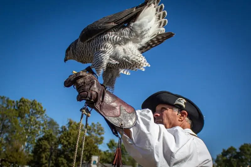 A falconer is holding a falcon on his gloved hand during a demonstration, with clear blue sky and green trees in the background.
