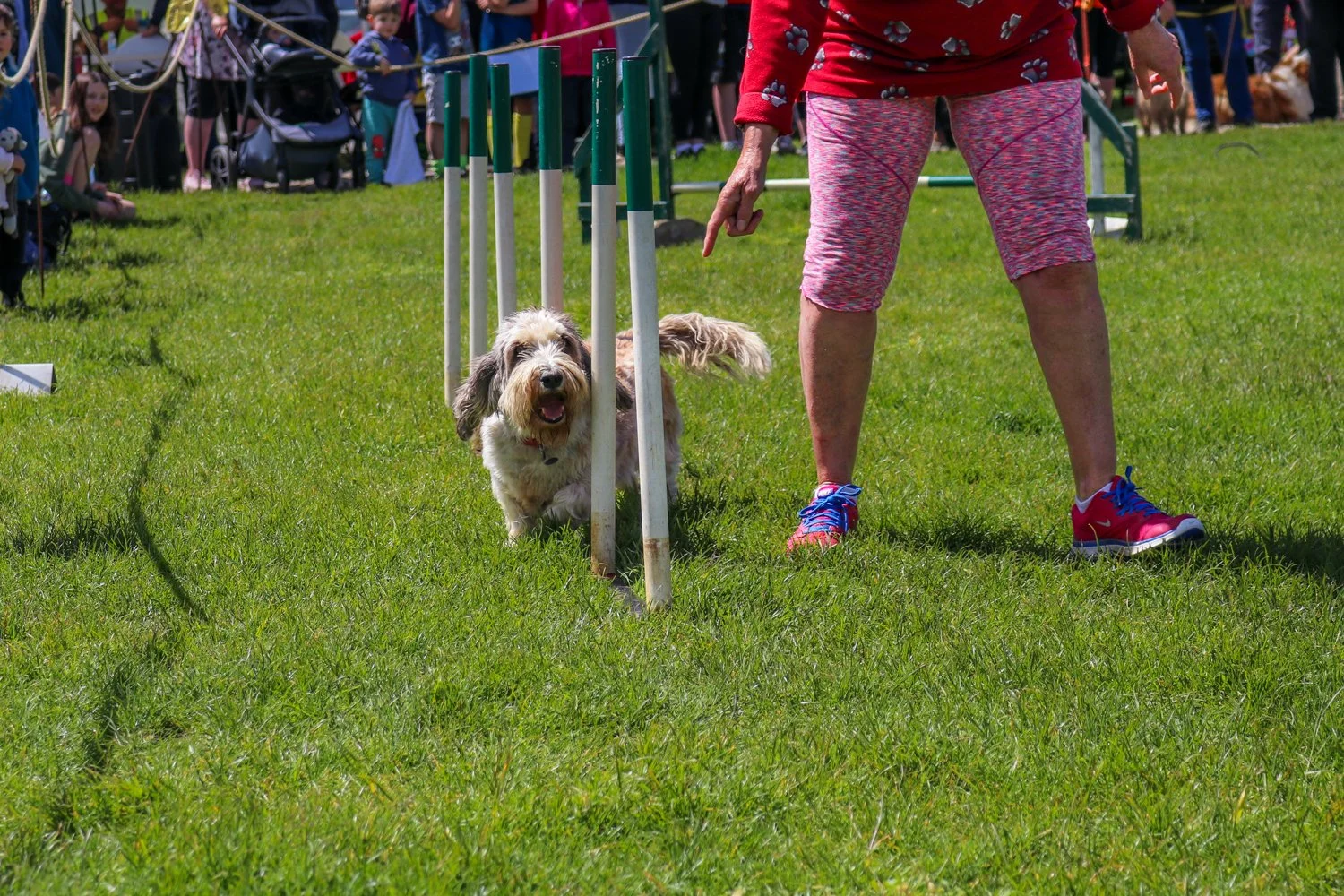A dog participating in an agility course with hurdles, guided by a person in colorful athletic wear, with spectators watching in the background.