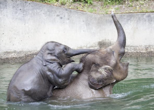 Oregon Zoo Gratitude Report