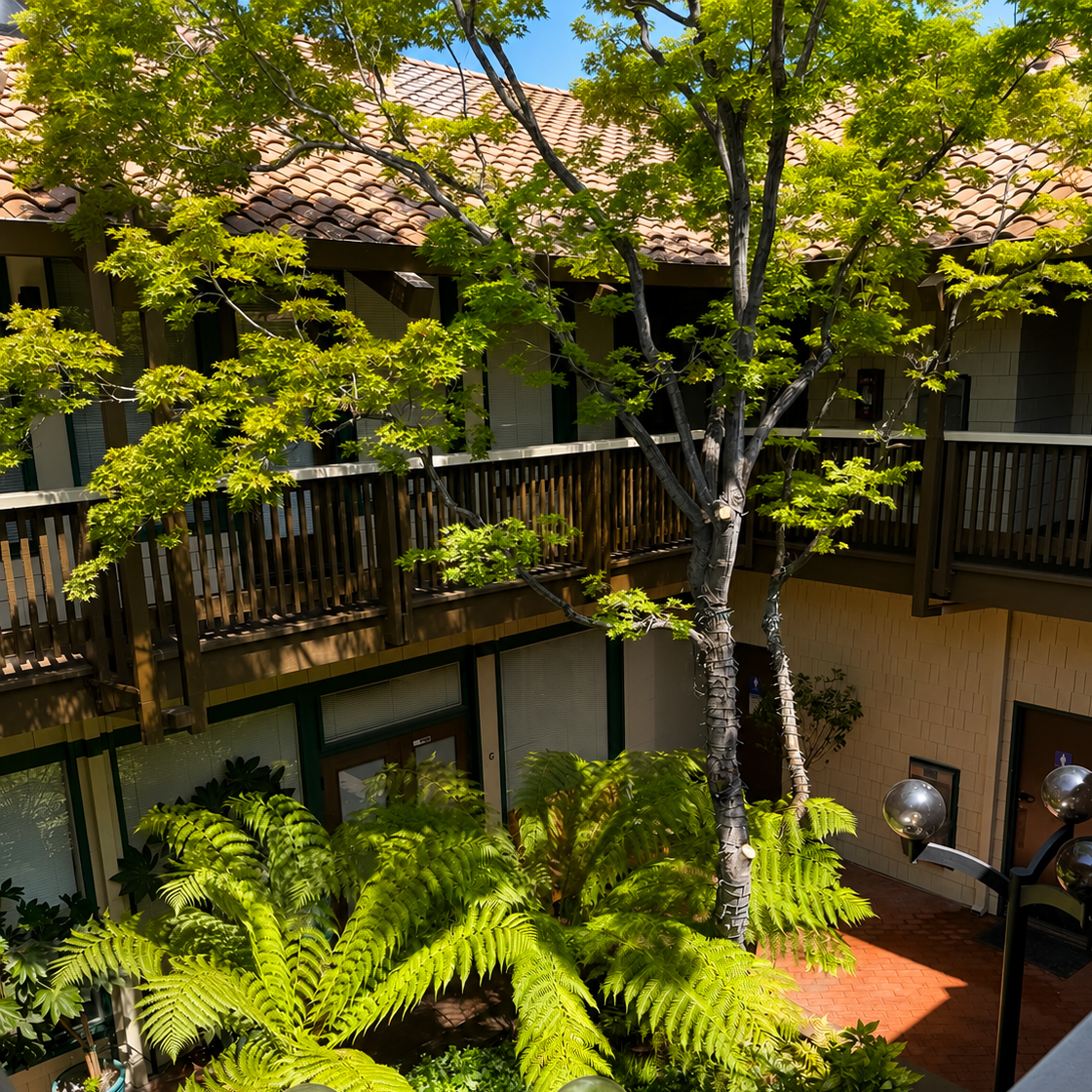 A courtyard of a building with a tree and lush green plants, including ferns, surrounded by a balcony with wooden railings and brick paving.