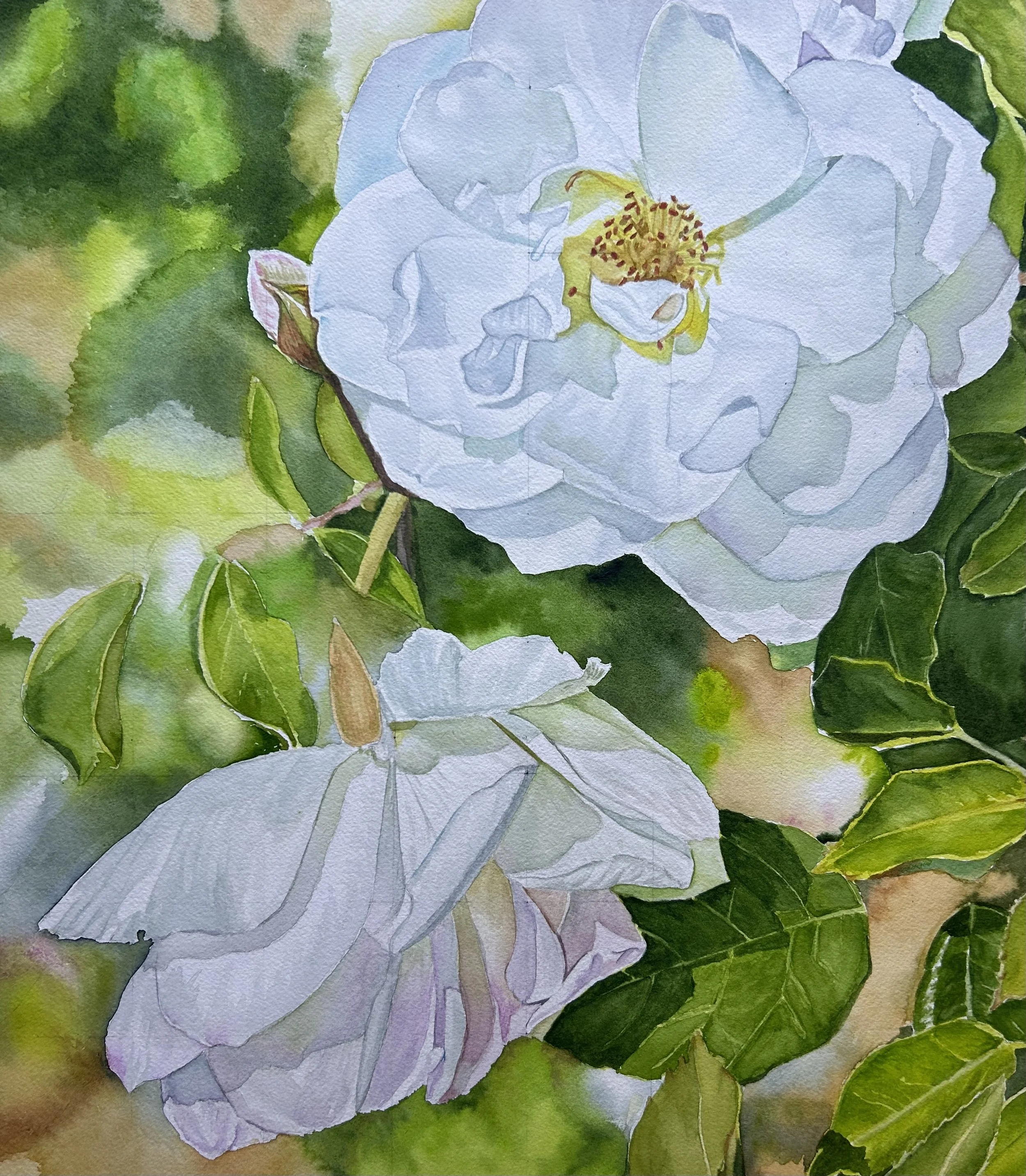 Roses,
Watercolor on paper,
16 x 18