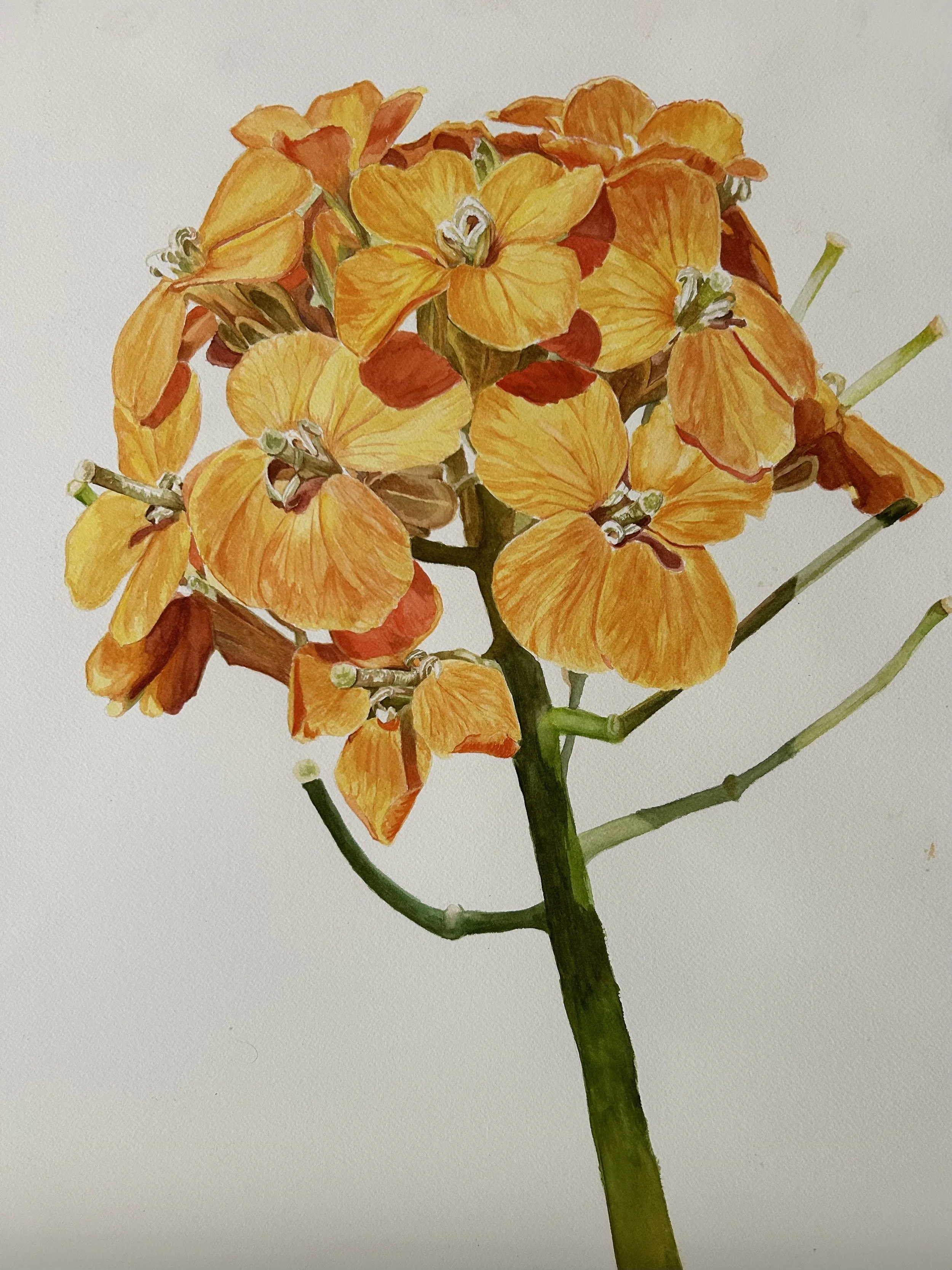 Western Wallflower, Watercolor on paper, 16 x 20