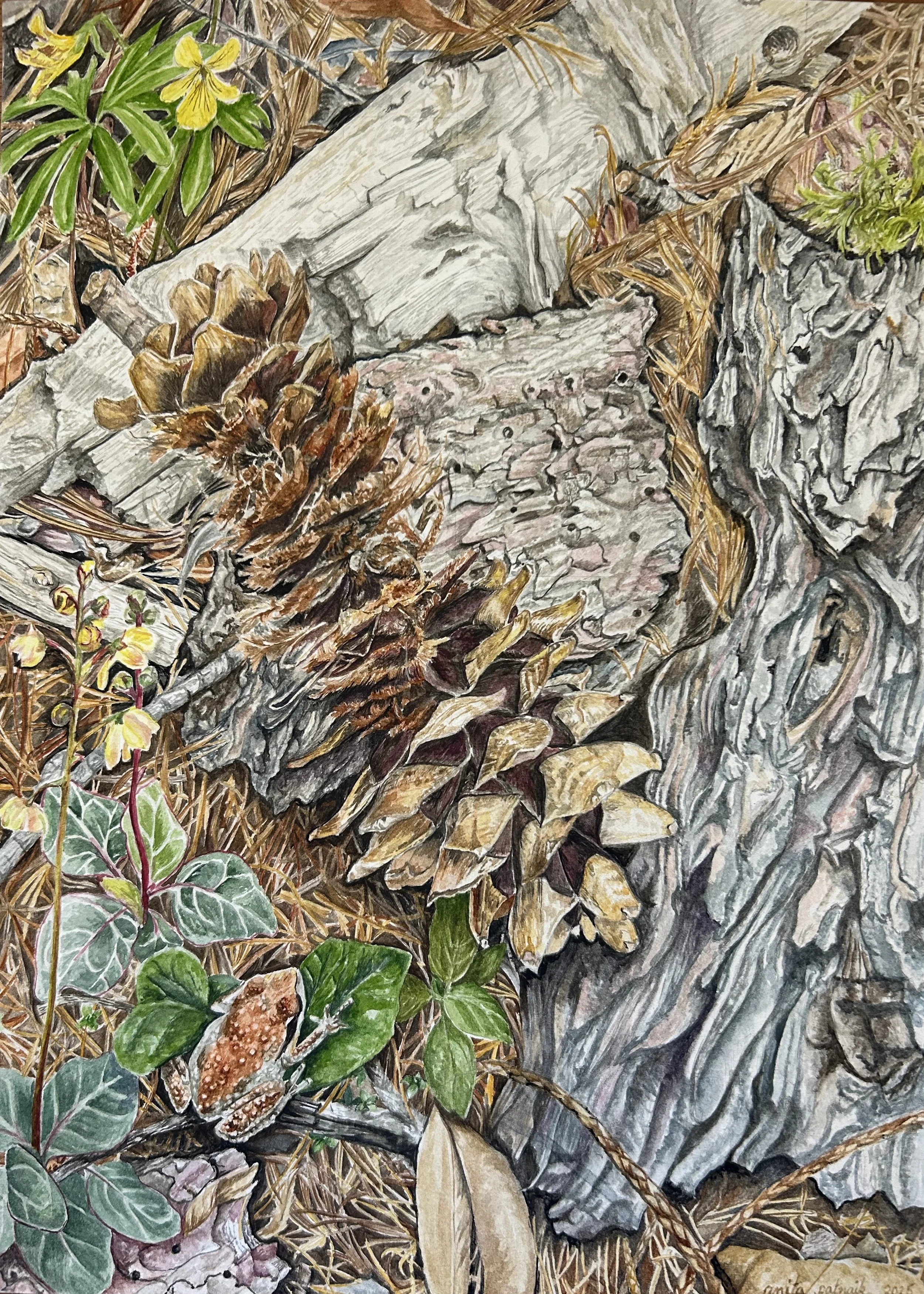 Underfoot, Watercolor on paper, 10 X 14