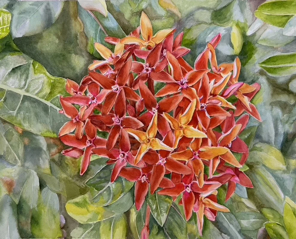 Scarlet JungleFlame,
Watercolor on paper,
16 X 20