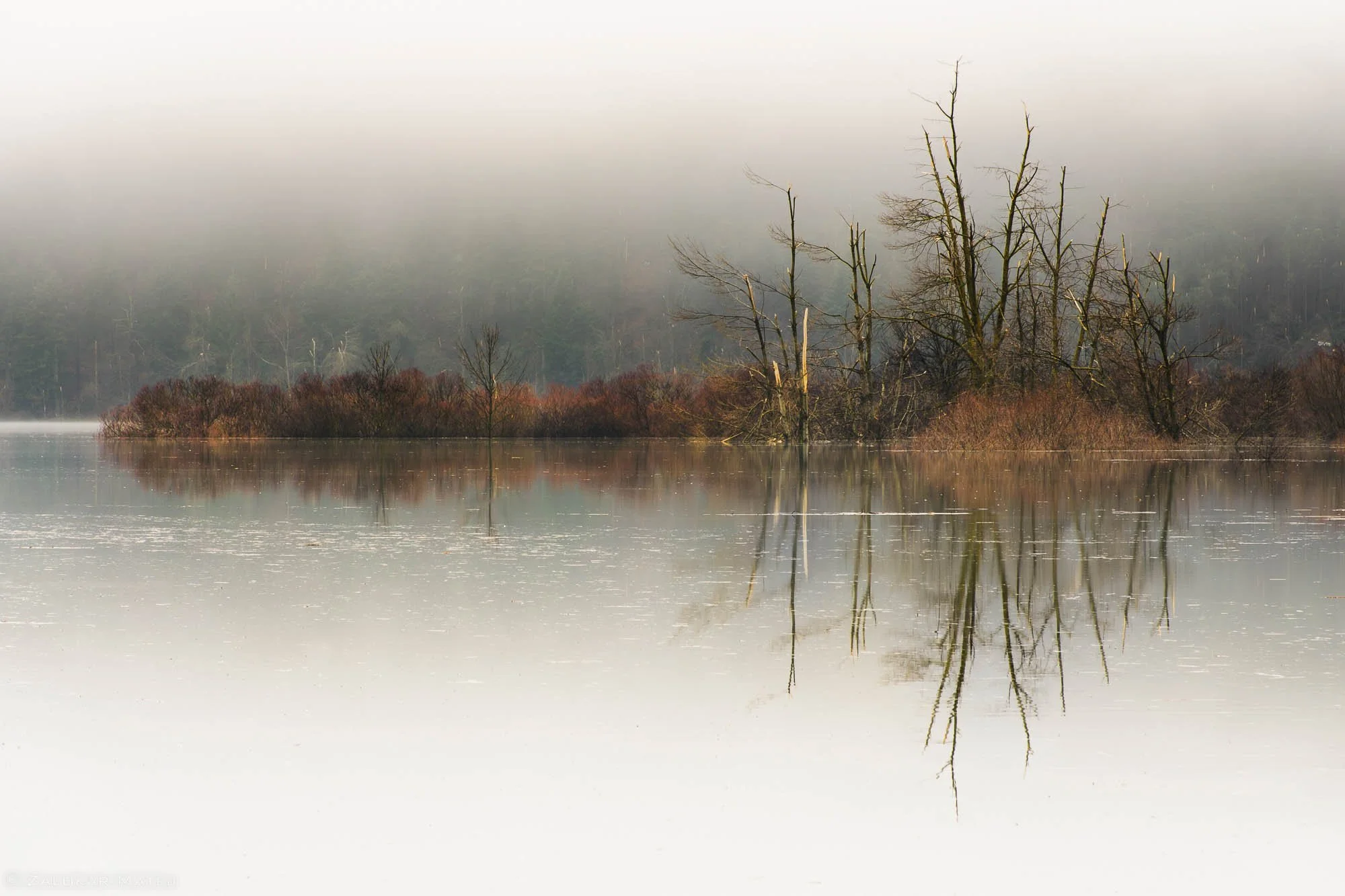 A foggy, calm lake with leafless trees and bushes reflected on the water, with a foggy background.