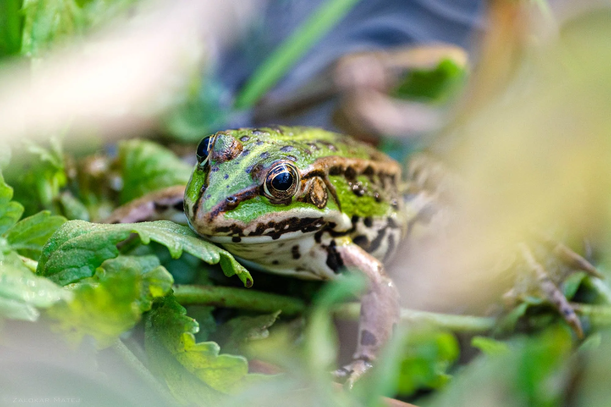Close-up of a green and brown frog surrounded by green leaves.