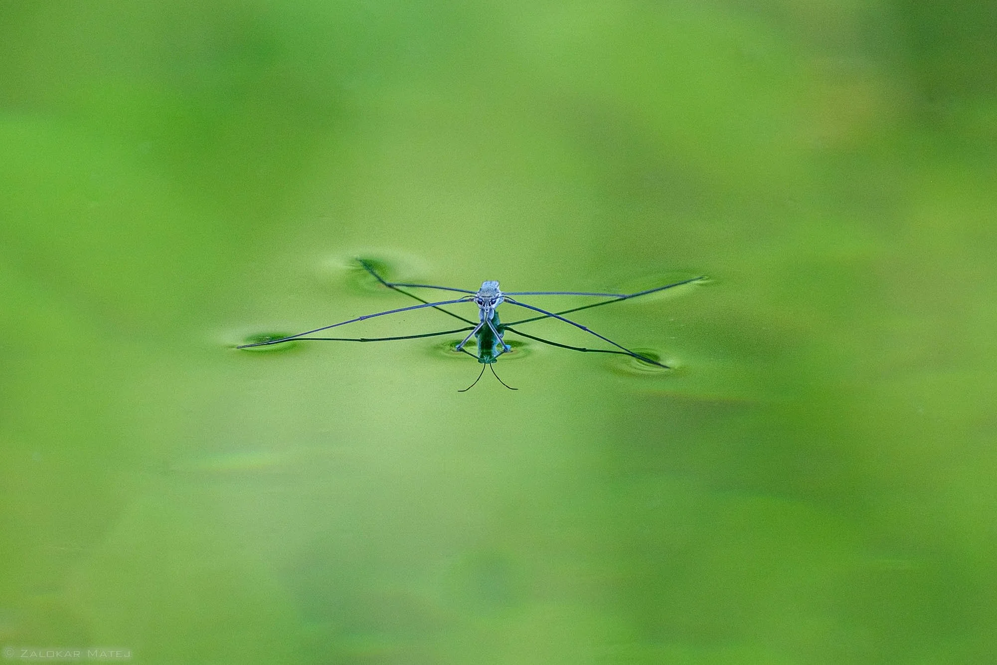 Close-up of a small insect with long, thin legs on a green, watery surface