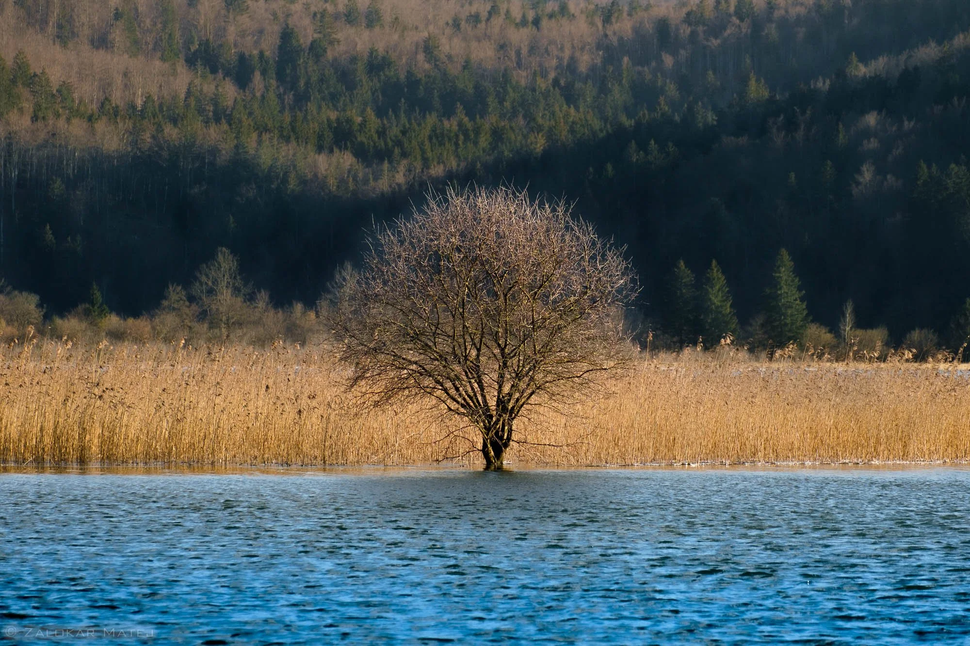 A solitary, leafless tree partly submerged in water, surrounded by tall golden reeds, with a forested hillside in the background.