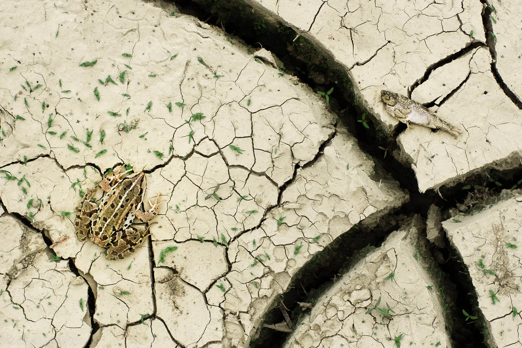 A frog sitting on cracked, dry, light-colored soil with small green plants sprouting from the cracks.