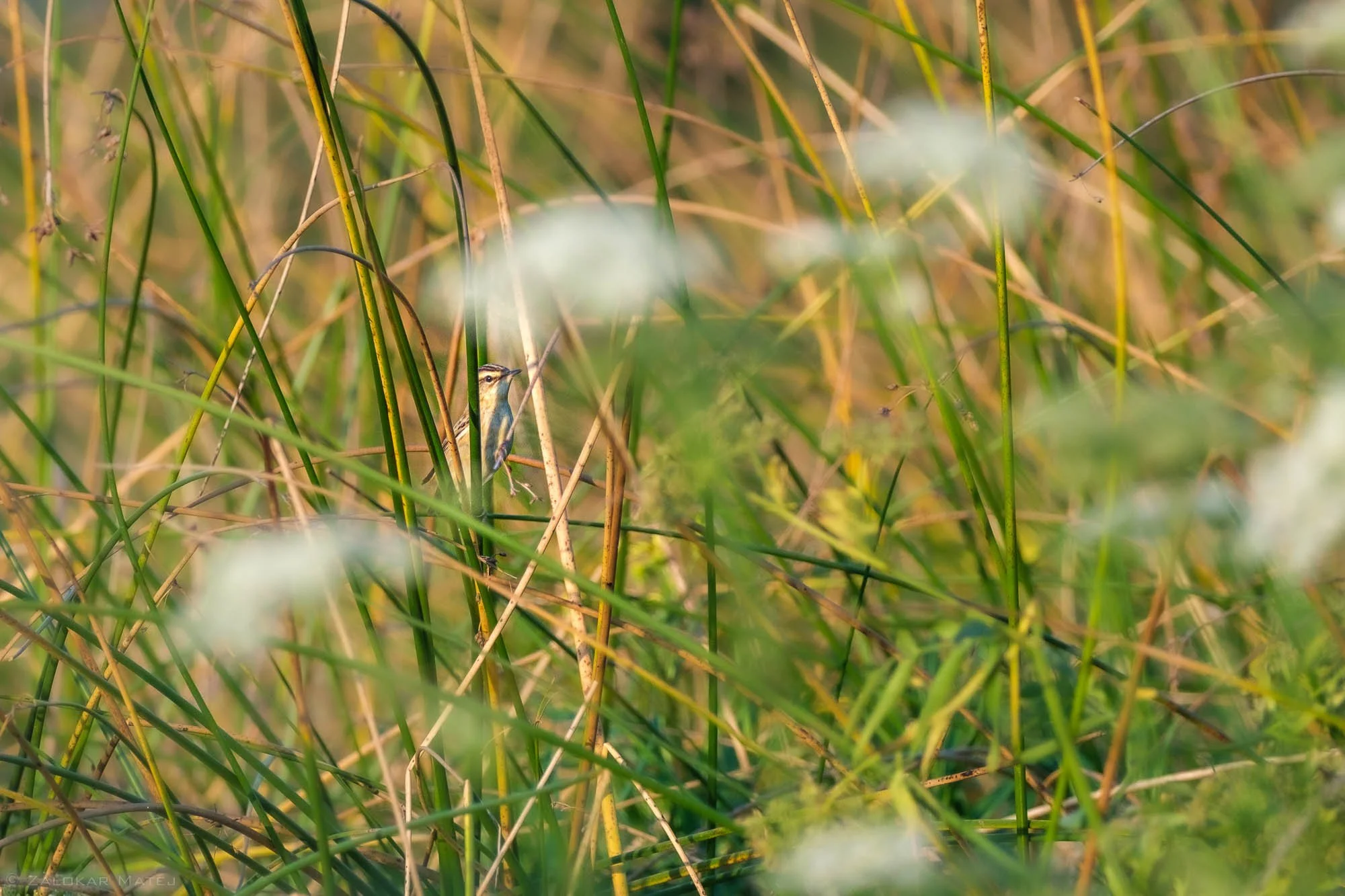 A small bird perched among tall grasses and reeds in a marshy area.