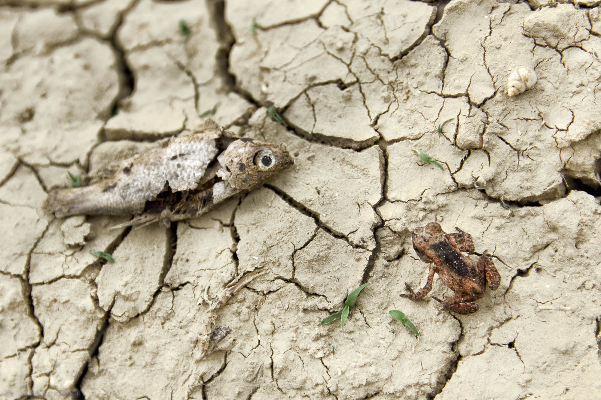 Two small frogs and a lizard on cracked dry earth with sparse green plants.