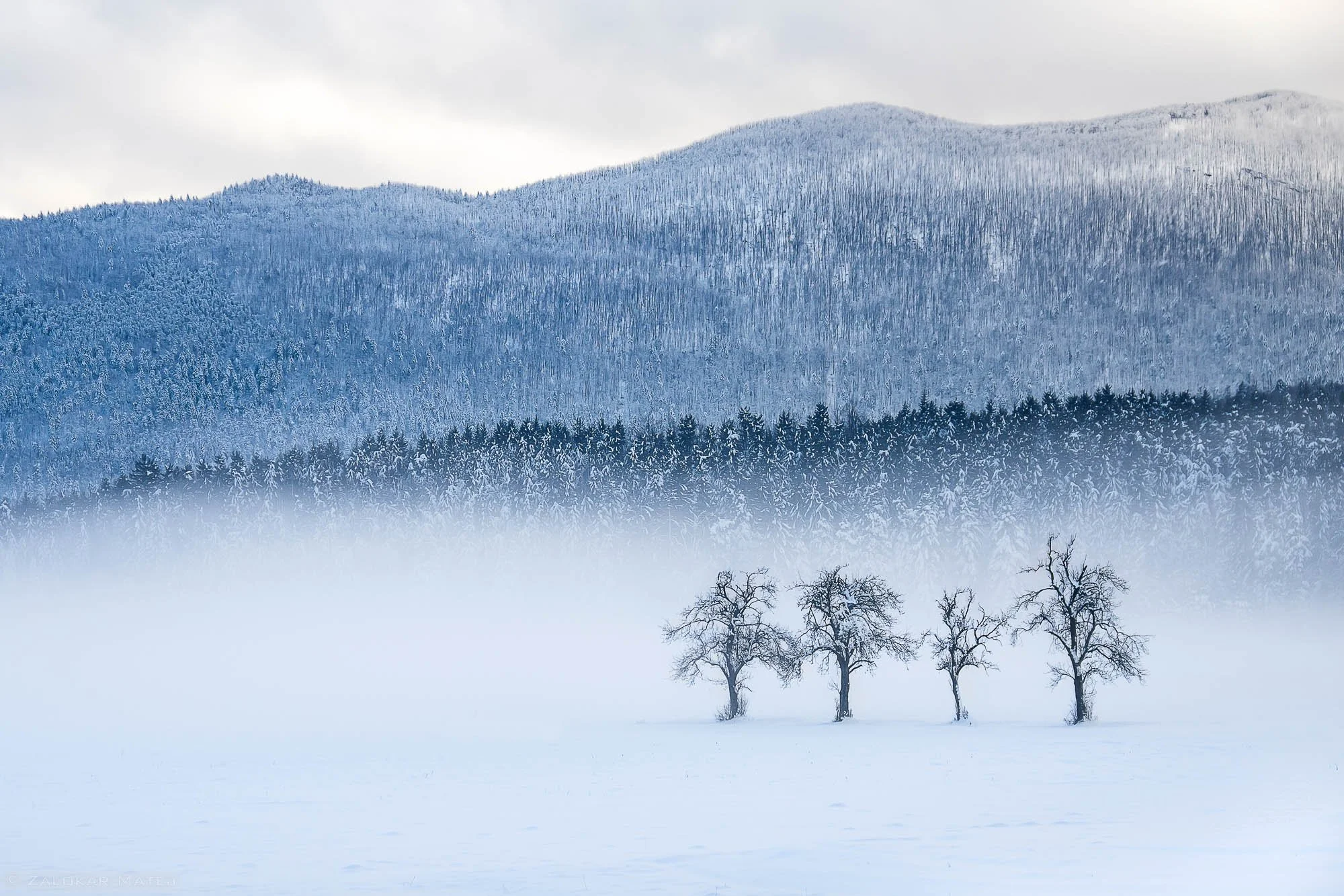 Snow-covered field with five leafless trees, with a forest and snow-capped mountains in the background and a cloudy sky.