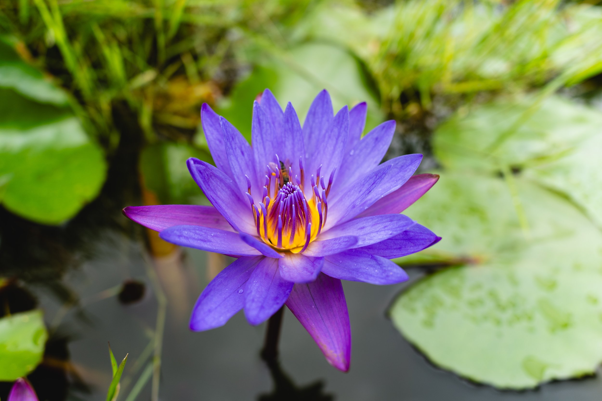 flor-loto-estanque-natural-tierra-del-sol-oaxaca.JPG
