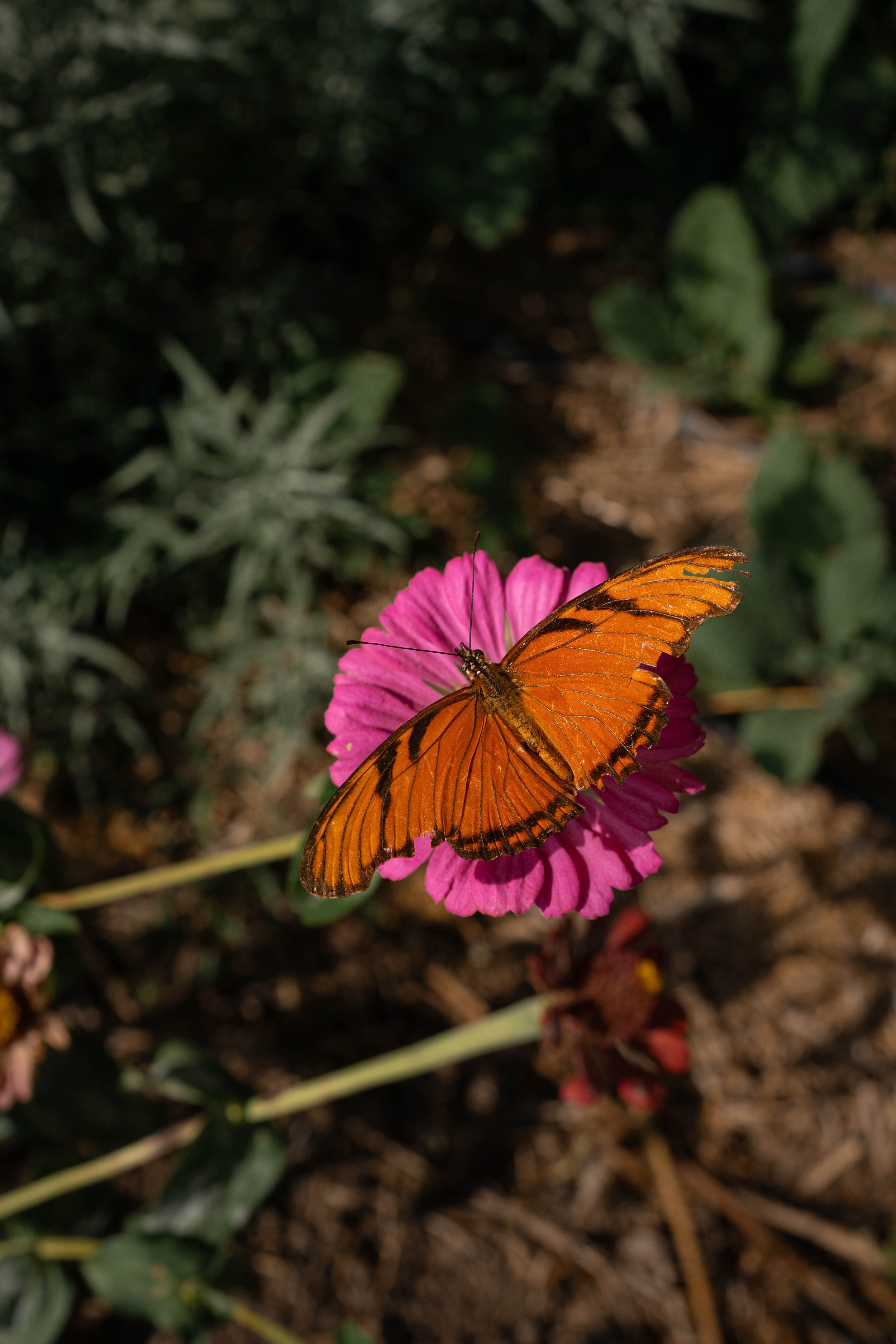 Mariposa polinizadora en zinnia dentro de sistema de restauración ecológica y agricultura sintrópica regenerativa tierra del sol Oaxaca