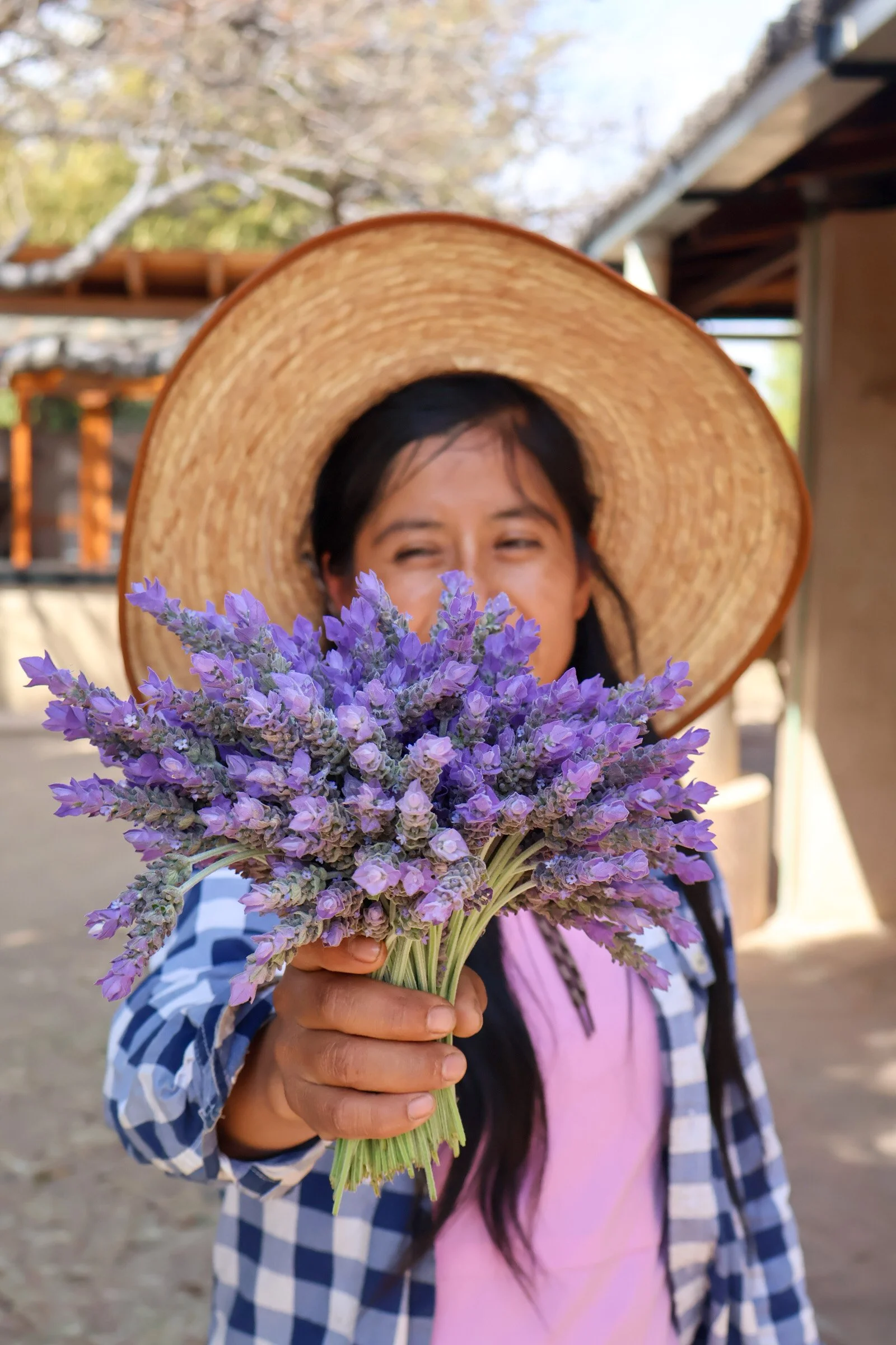 Agricultor cosechando lavanda en sistema de agroforestería sintrópica y restauración ecológica bioregional Oaxaca