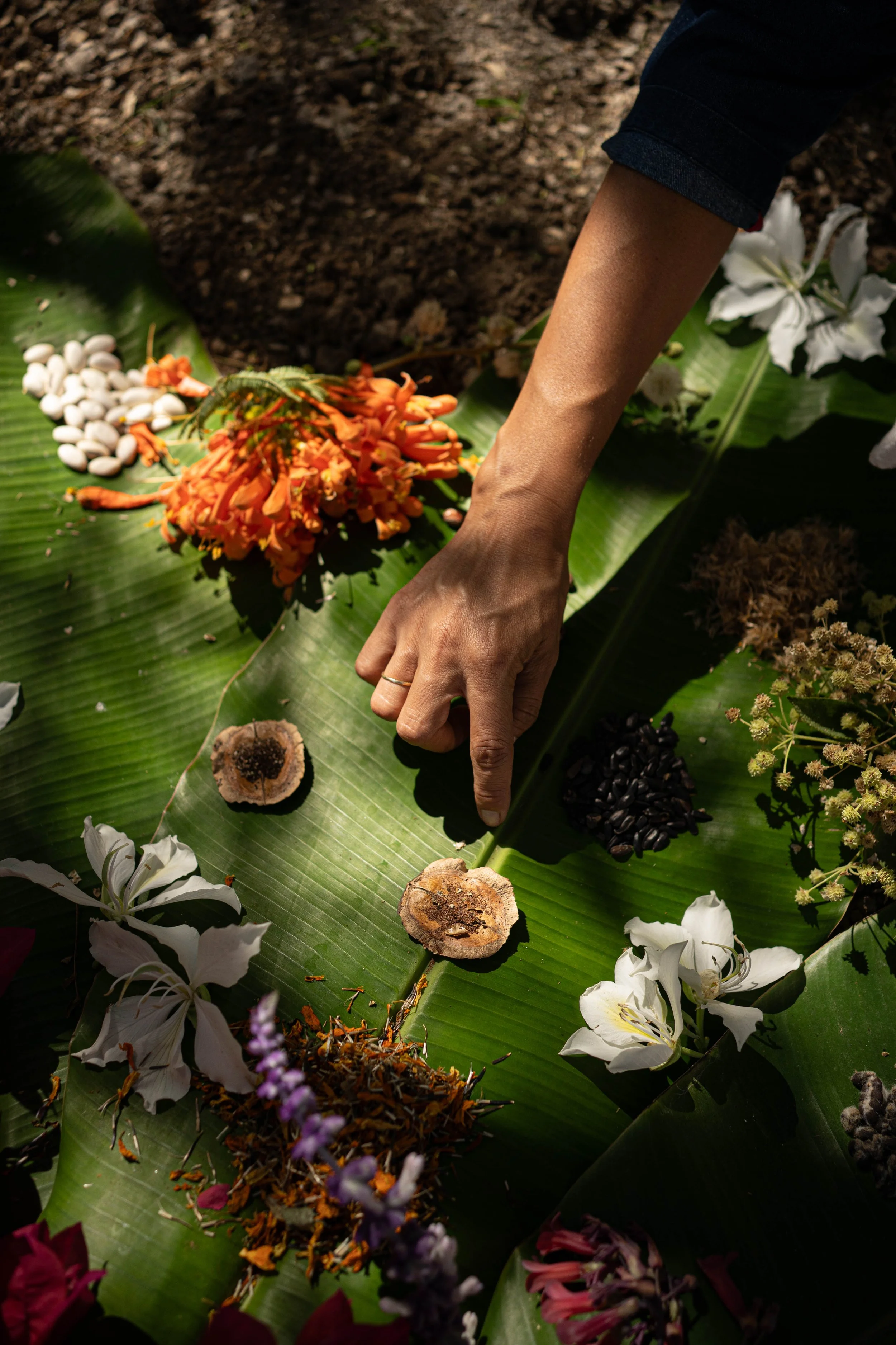 Persona tocando y mostrando semillas y agua en una hoja grande de planta, con flores blancas y otras plantas alrededor.