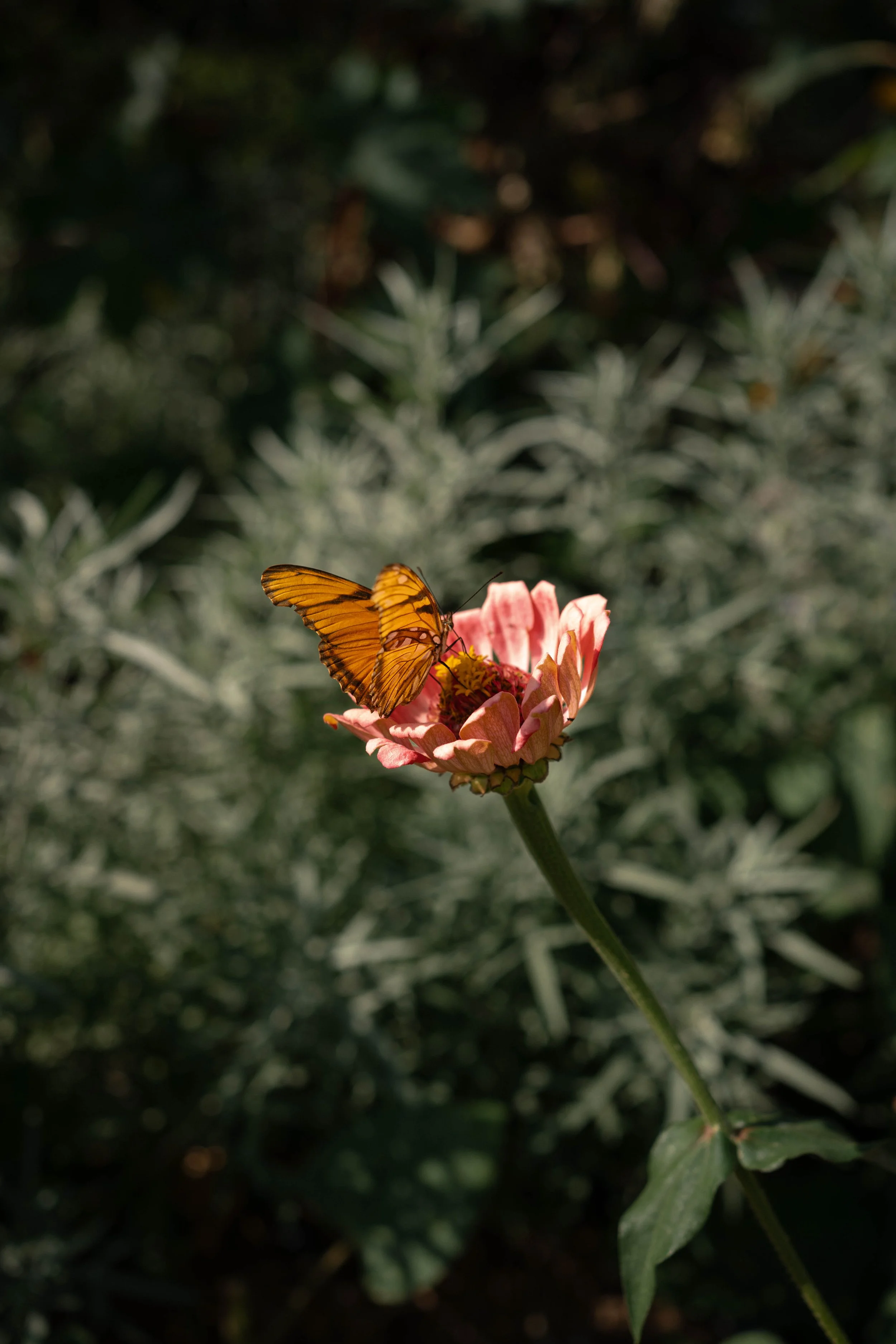 Una mariposa naranja con alas negras posada en una flor rosada