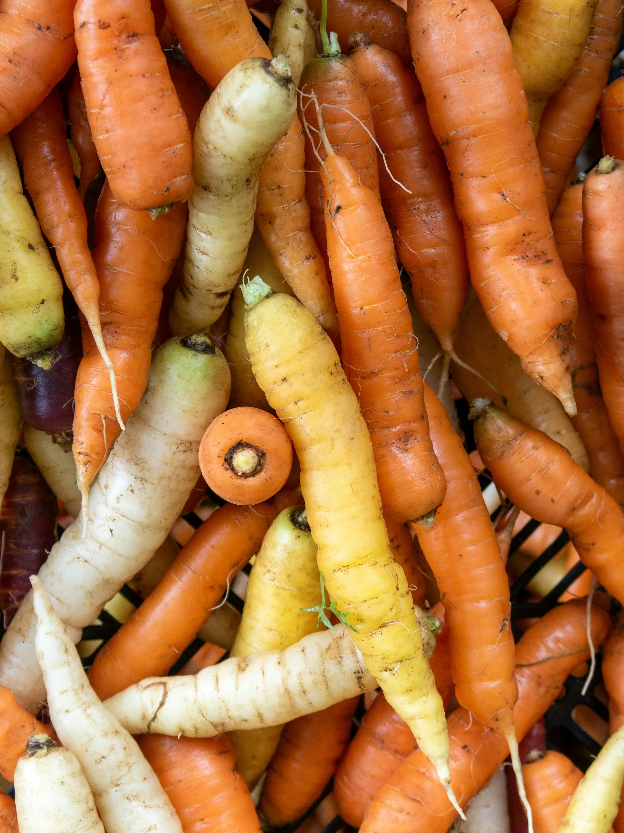 Varias zanahorias canastas verduras orgánicas tierra del sol agricultura regenerativa