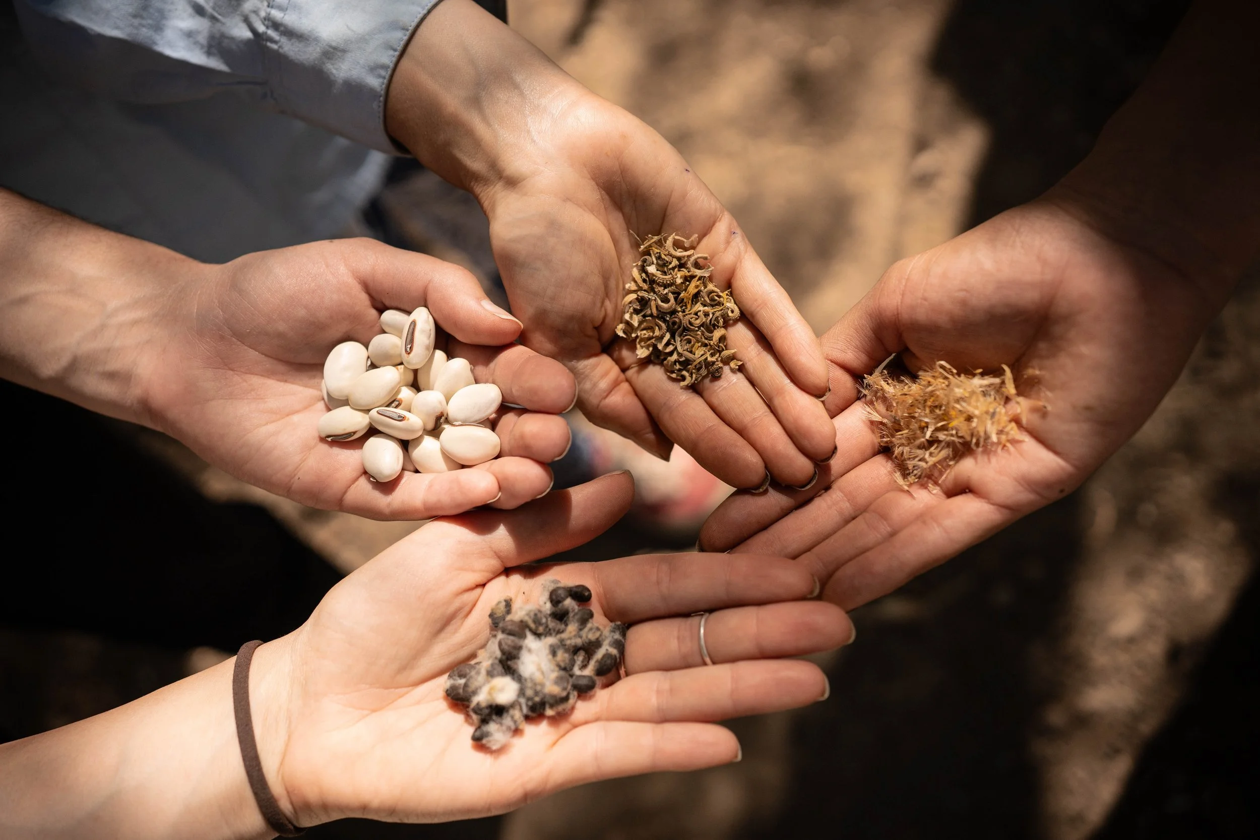 Manos sosteniendManos con semillas para siembra en sistema de agroforestería sintrópica y agricultura regenerativa Oaxaca