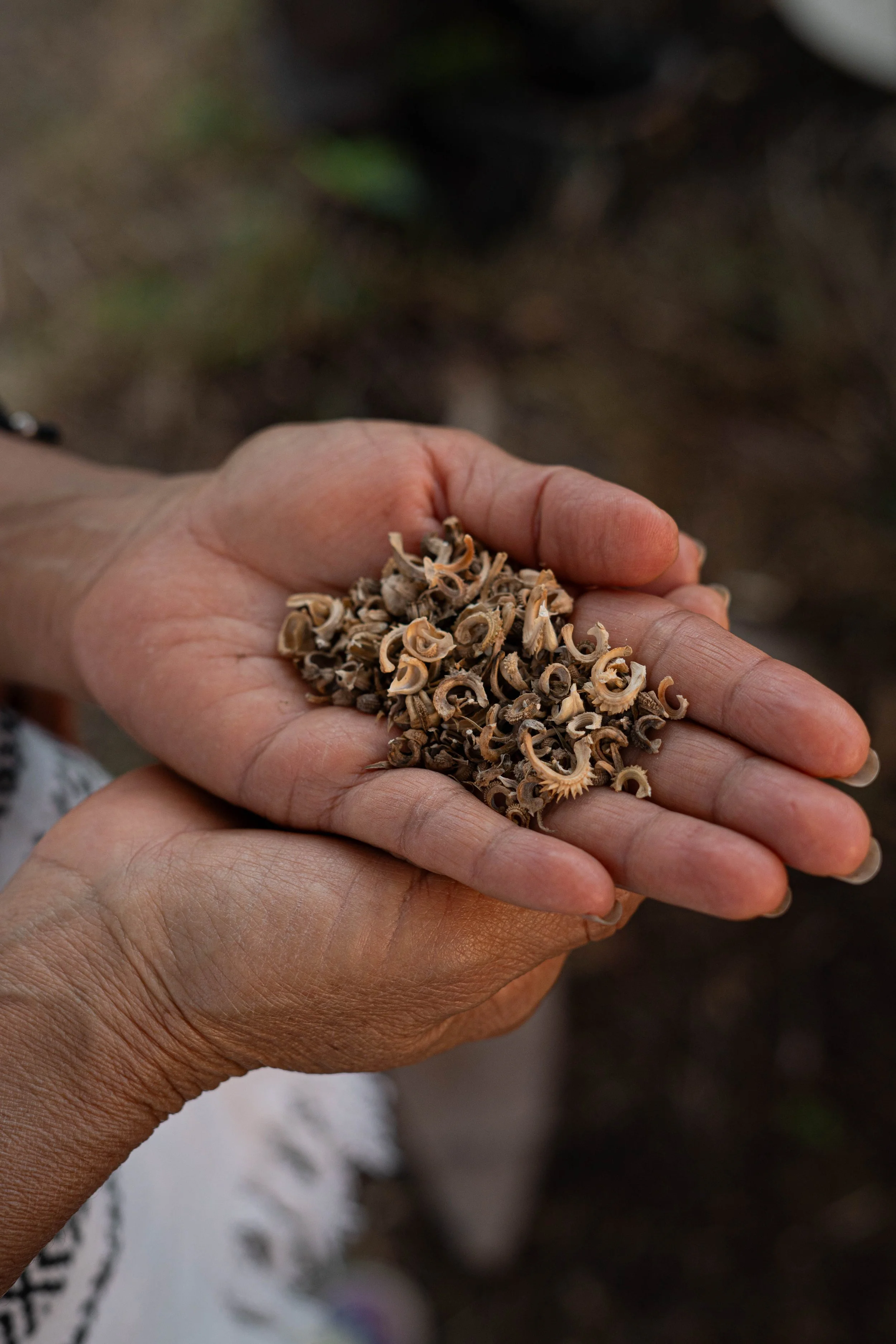 En el huerto de plantas flores y hierbas medicinal hecho segun les principio de la agroforesteria sintropica un metodología de agricultura regenerativa