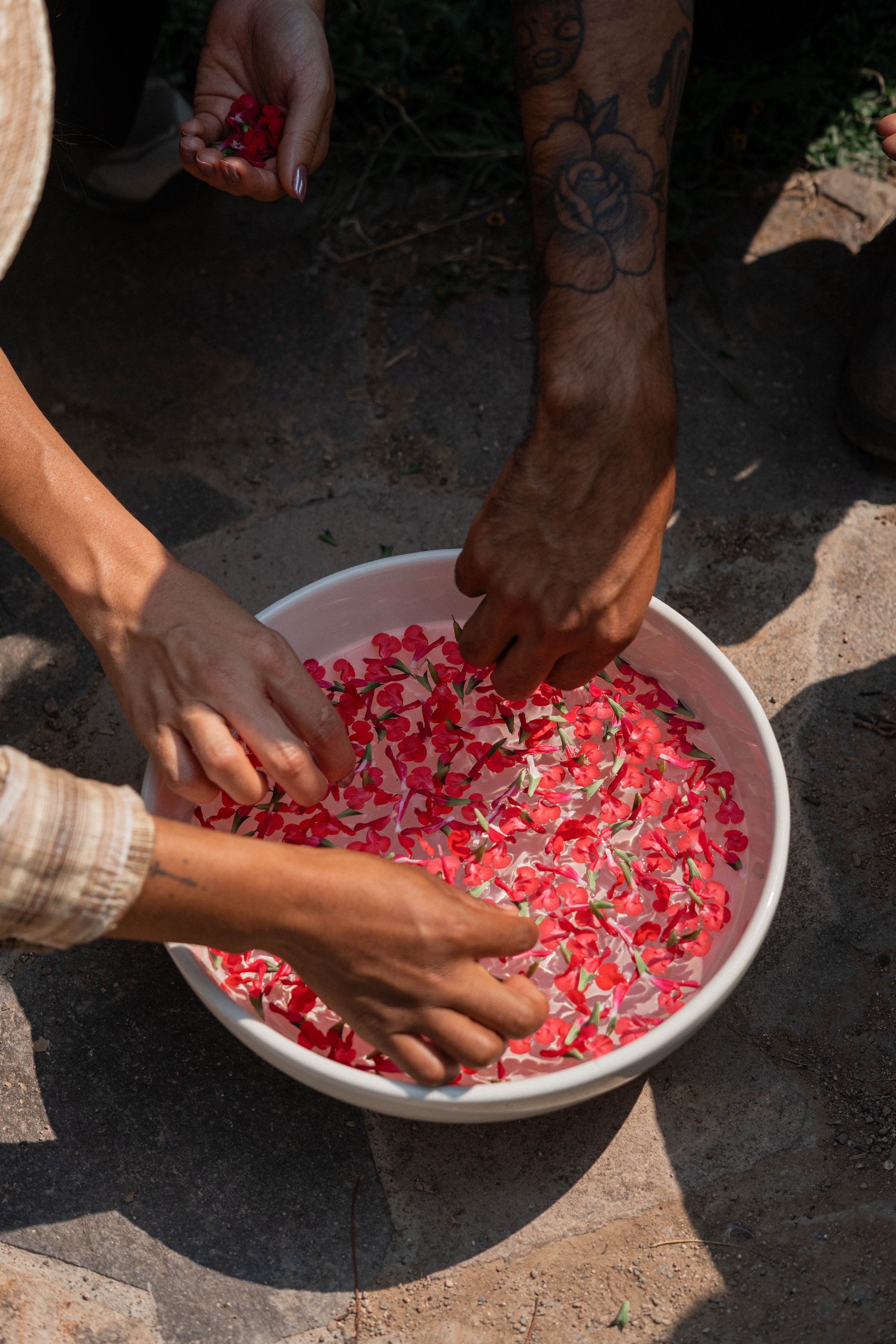 Varias manos recogen flores pequeñas de color rosa y blanco en una bandeja blanca, con fondo de suelo de piedra y tierra.