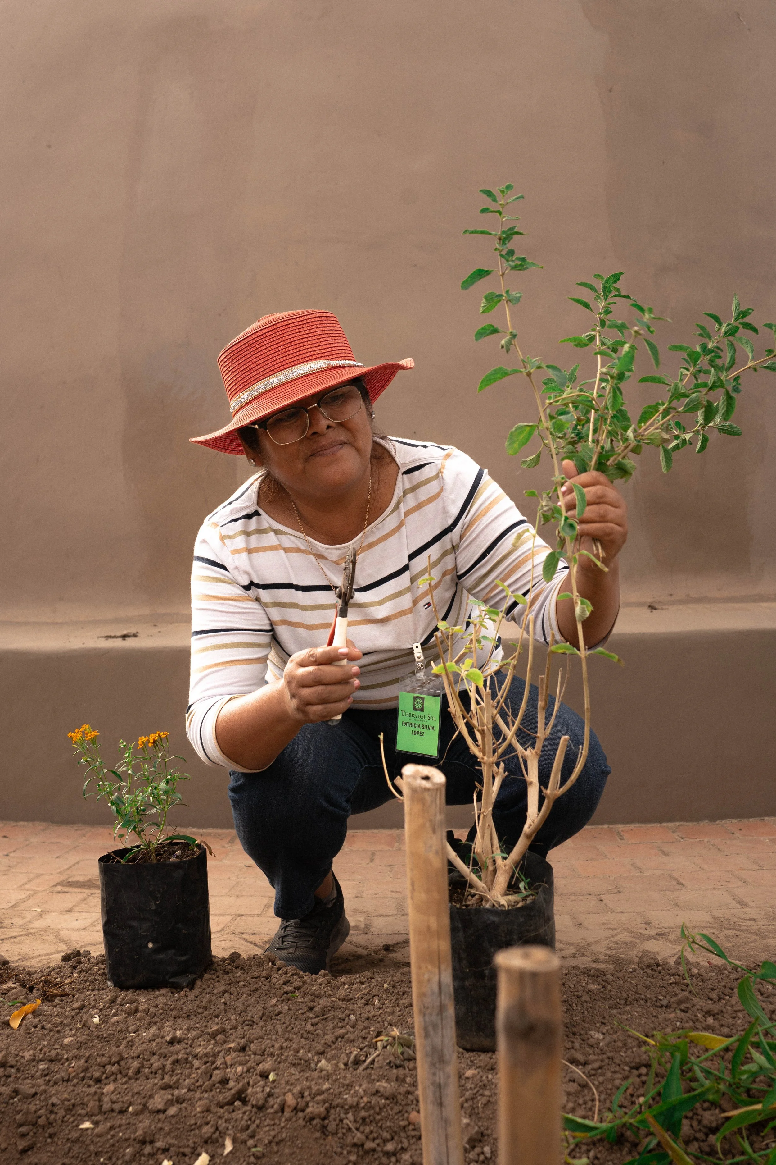 Taller práctico de plantas medicinales y herbolaria en centro de permacultura y agricultura regenerativa en taller de agricultura sintrópica y restauración ecológica