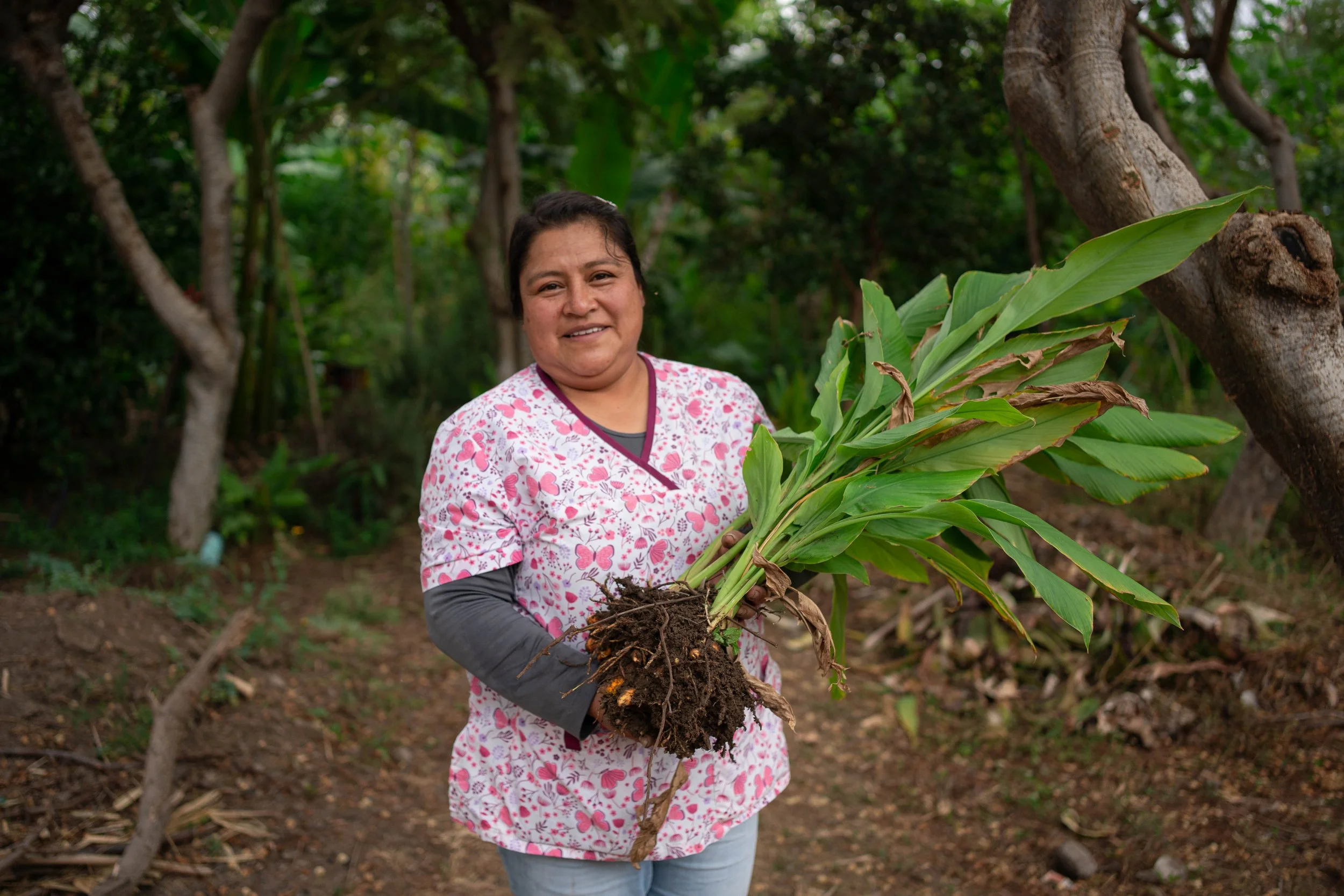 Campesina en Tierra del sol en el huerto regenerativo con Cúrcuma una planta medicinal