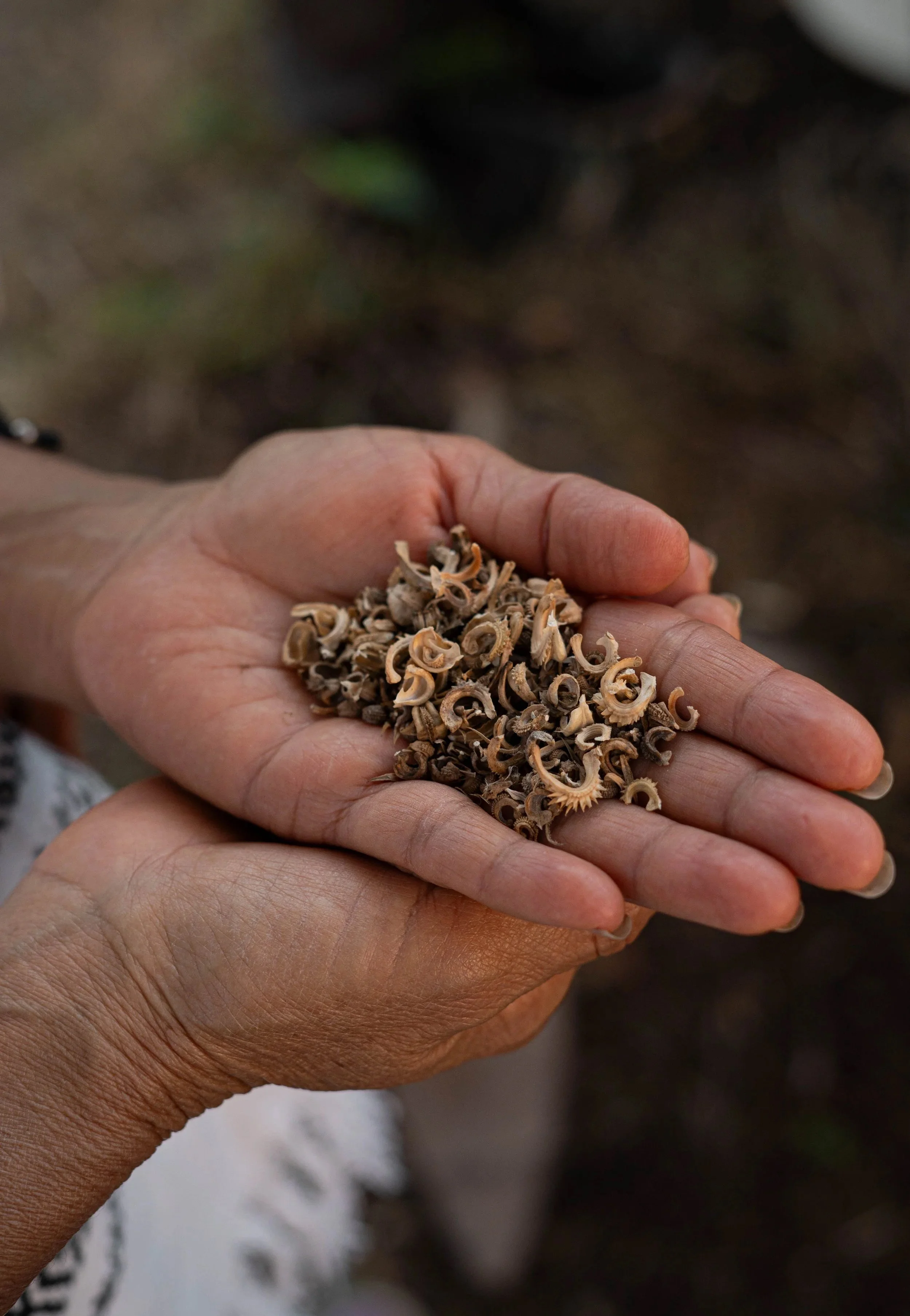 Manos semillas del huerto medicinal regenerativo según la agroforesteria sintropica un metodología de agricultura regenerativa