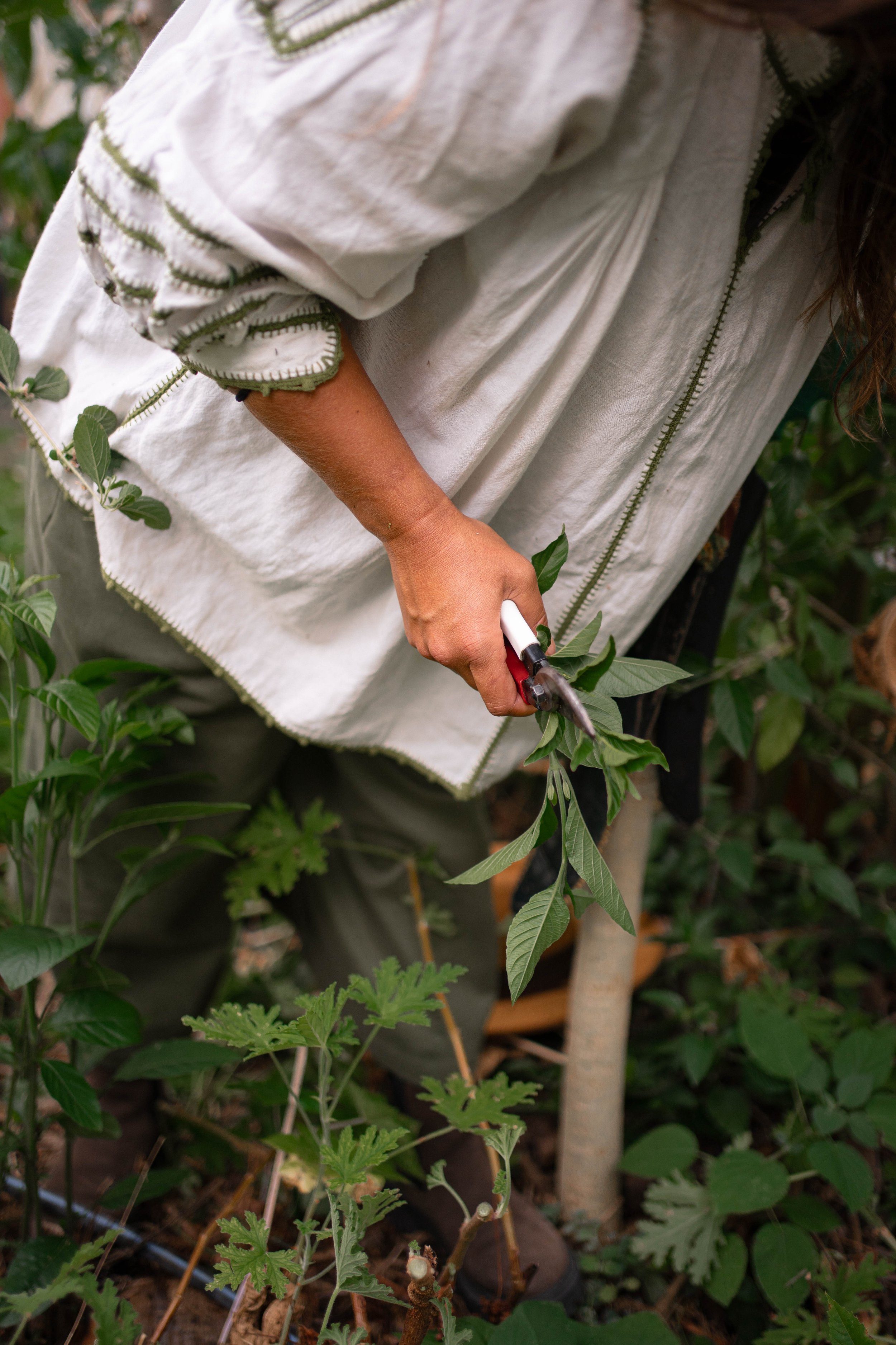 Nat Muguet podando una planta con tijeras en un jardín regenerativo Oaxaca en Tierra del sol.