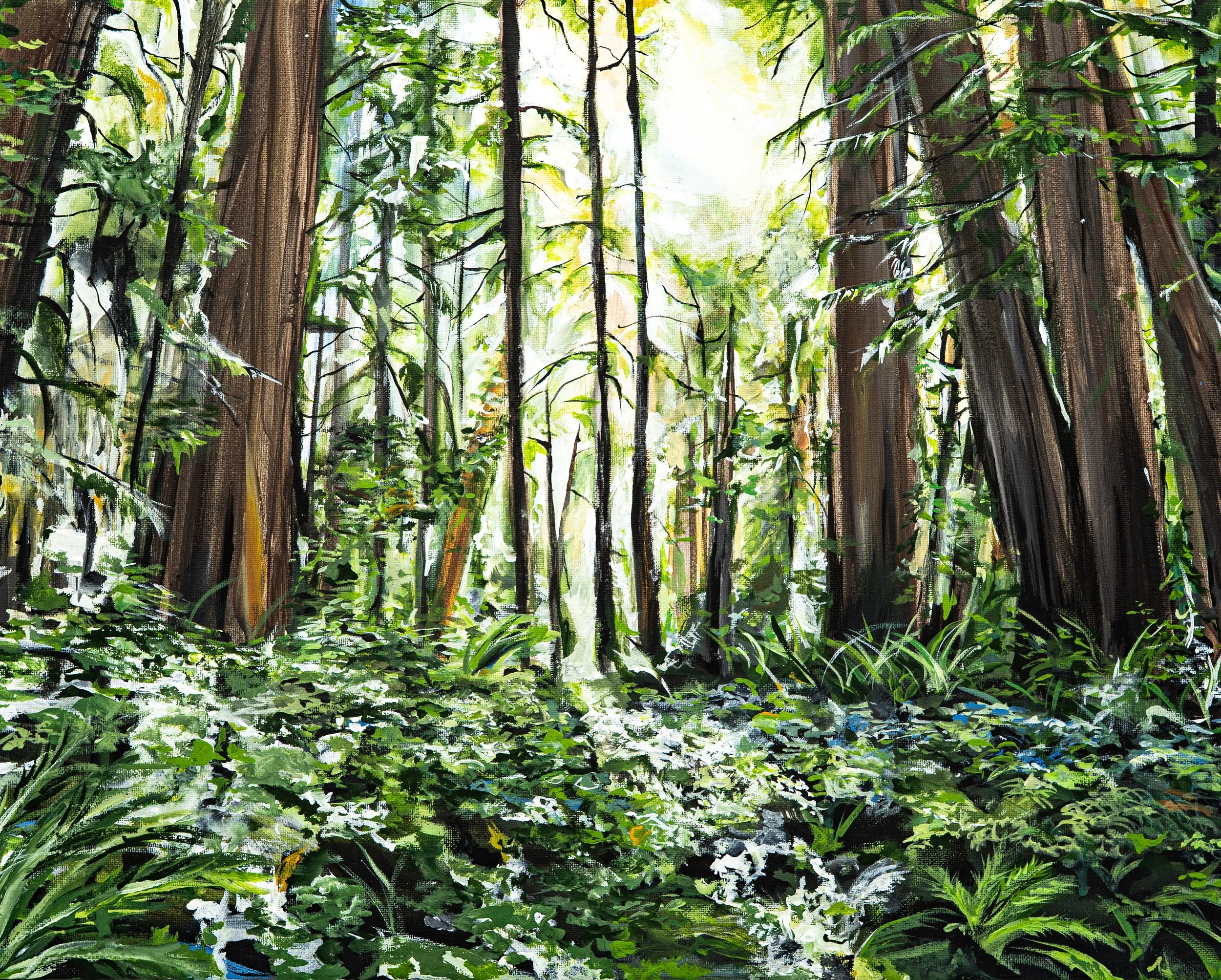 Bright Redwood Forest