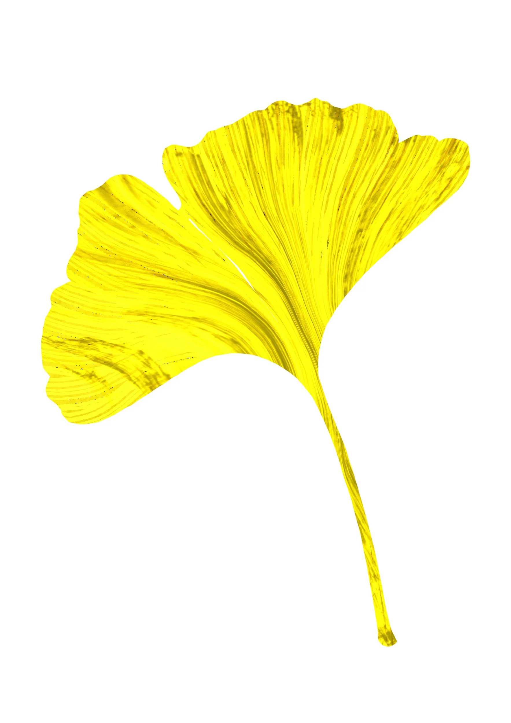 Gold-Ginko.jpg