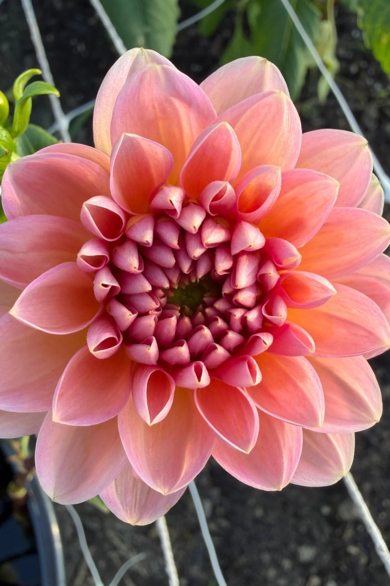 The dahlia's are so beautiful!