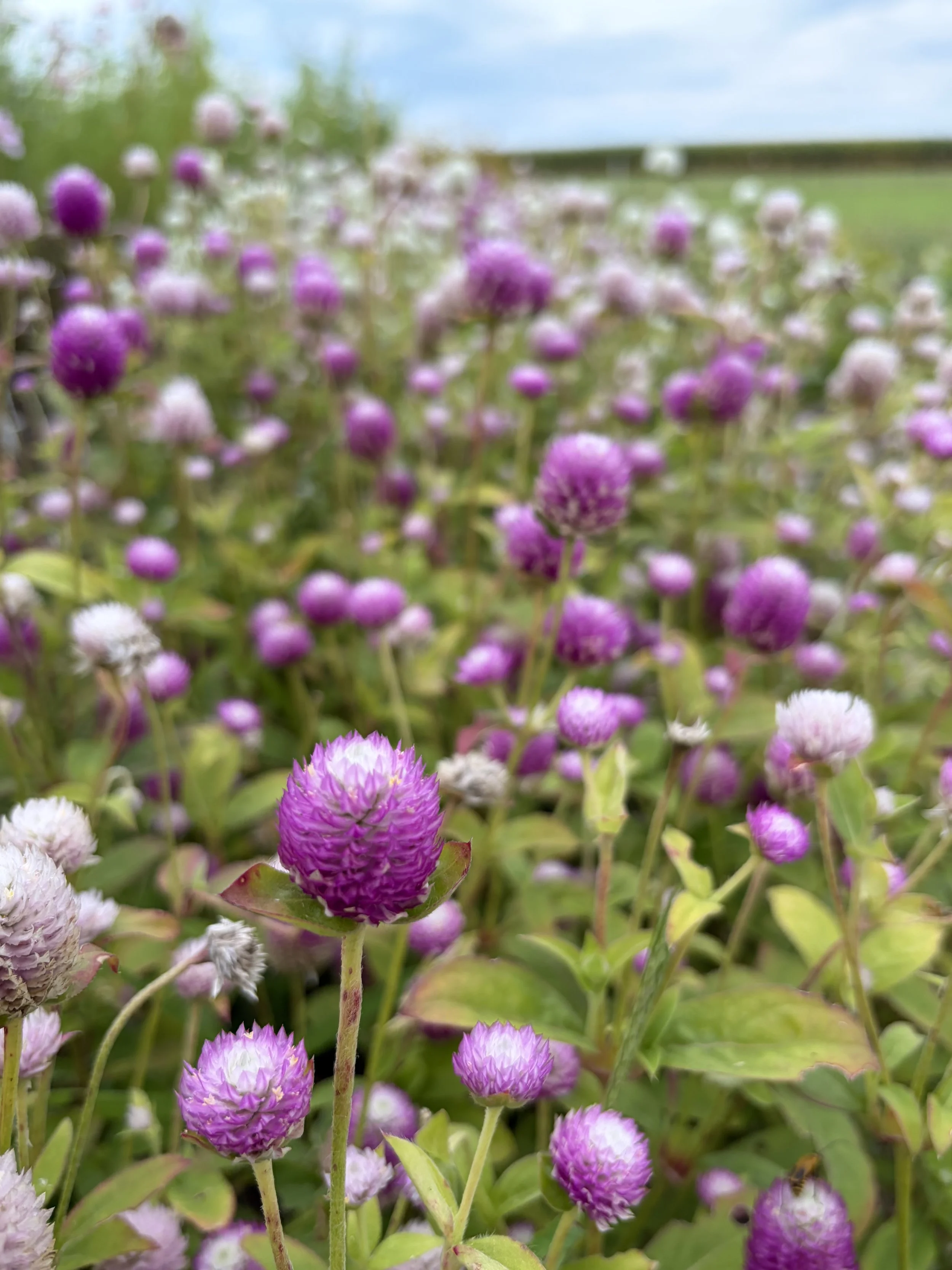 Gomphrena is such a fun filler.