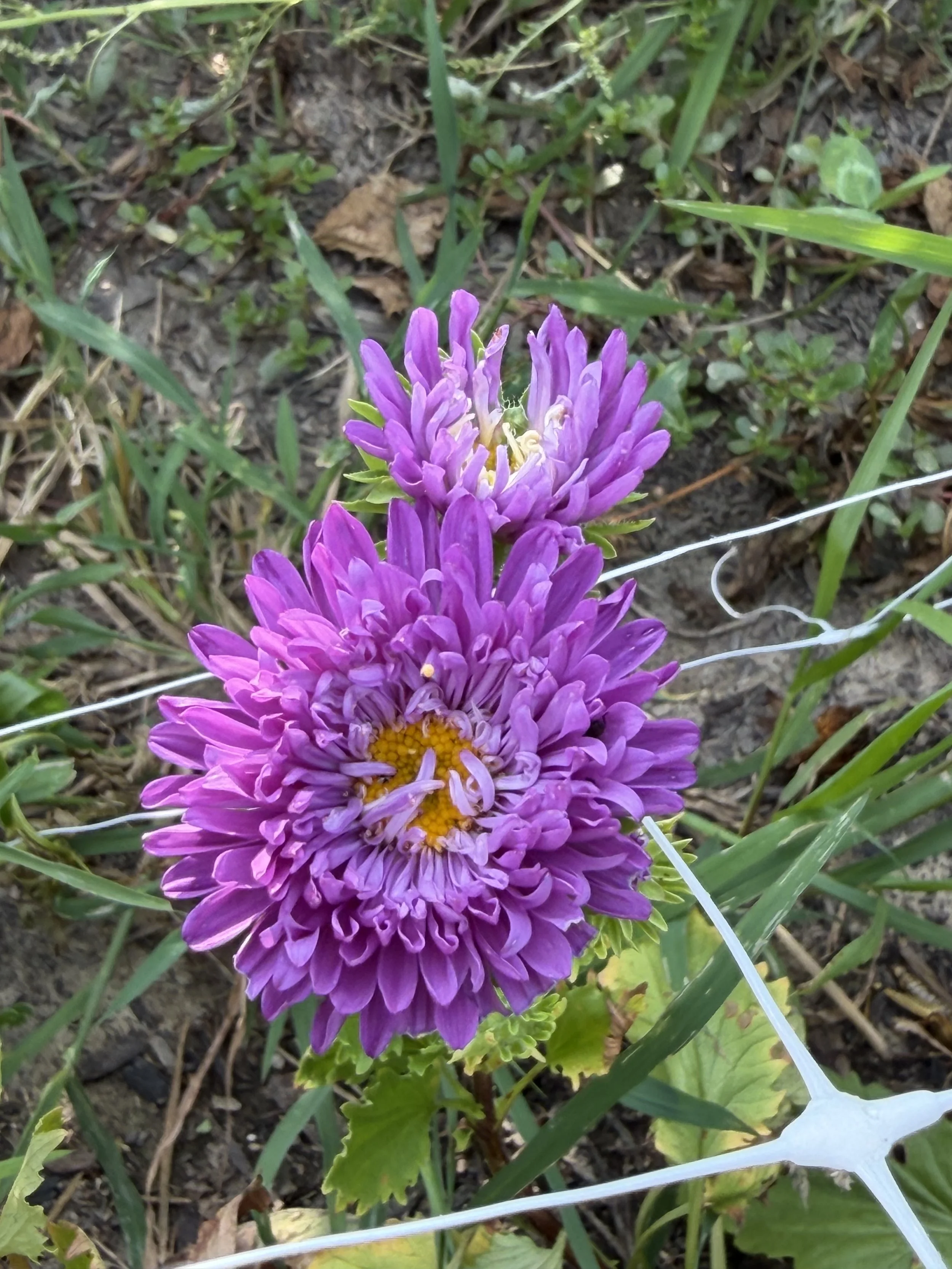 Asters are great for a pop of color