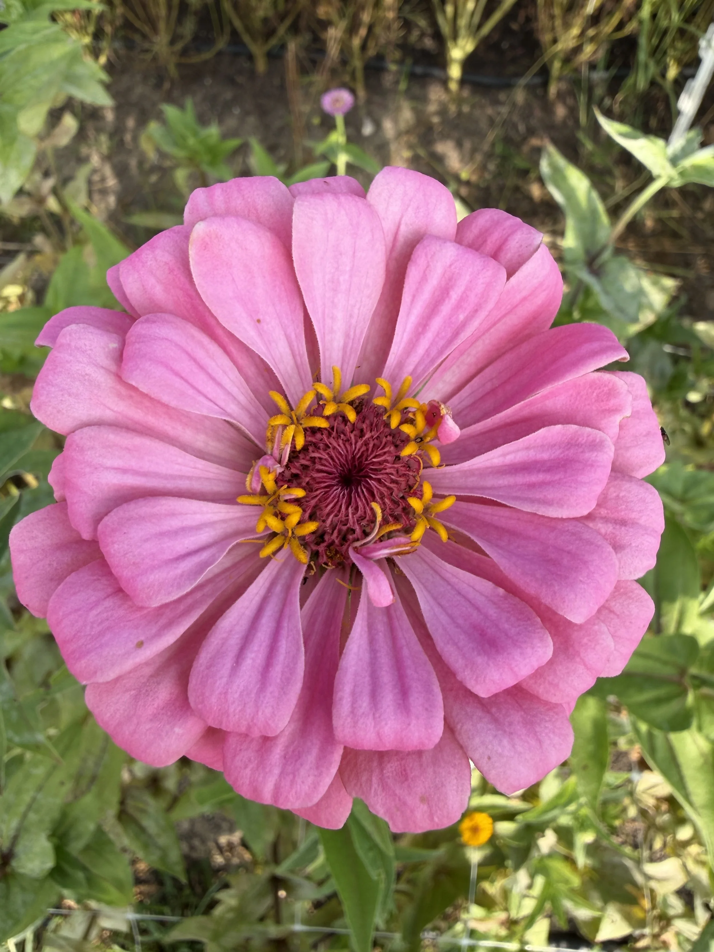 IMG_9703.jpeg