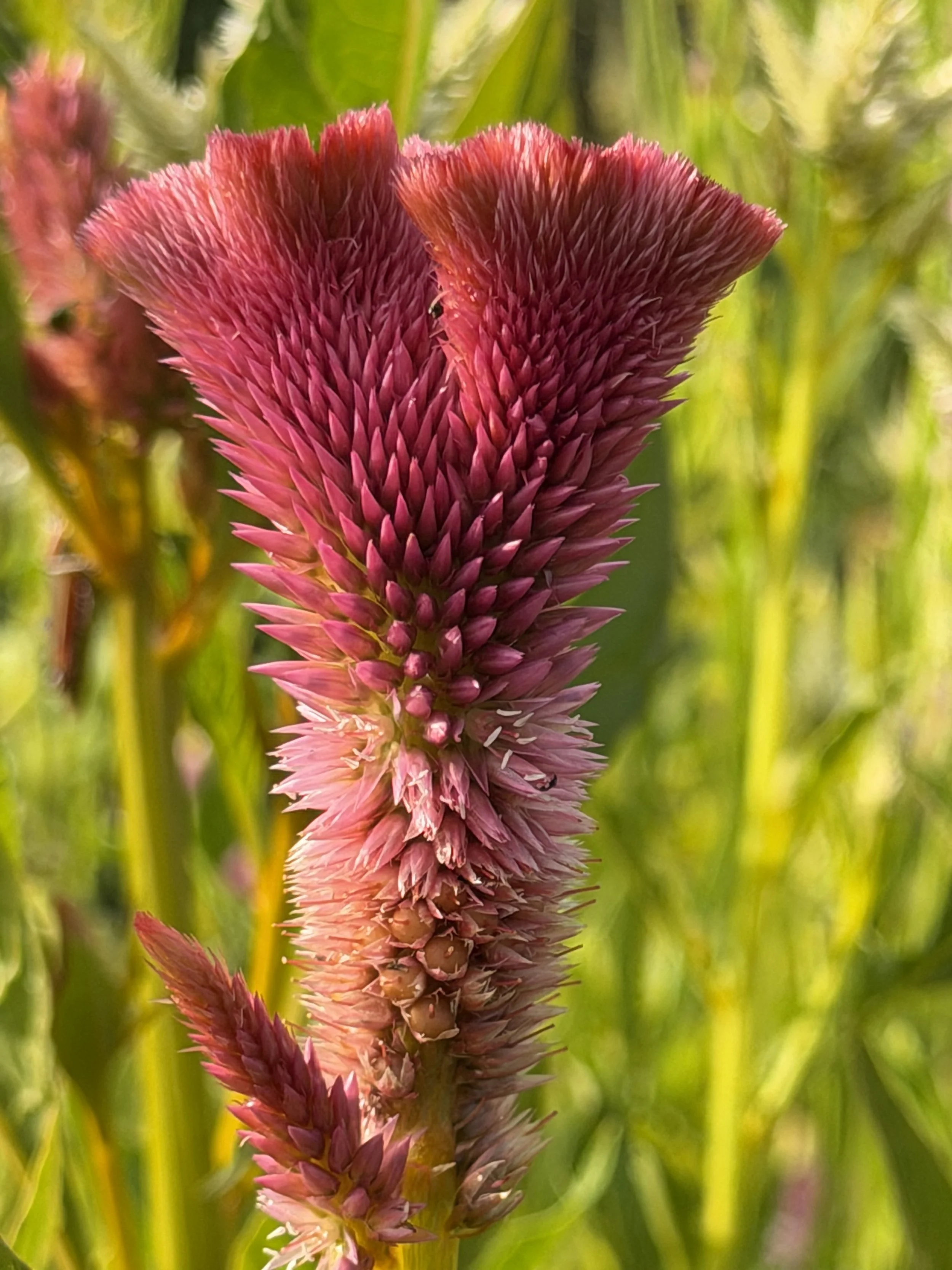 Loving the texture of cockscomb celosia