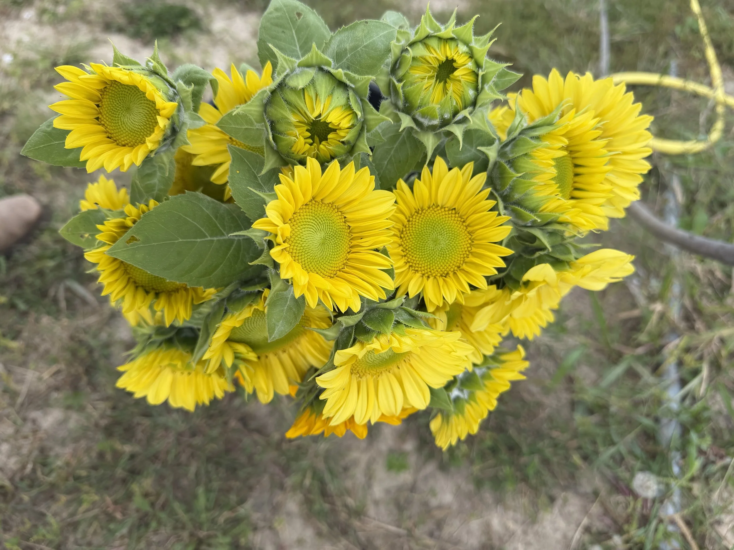 Weekly plantings of Procut sunflowers have added beautiful focal flowers